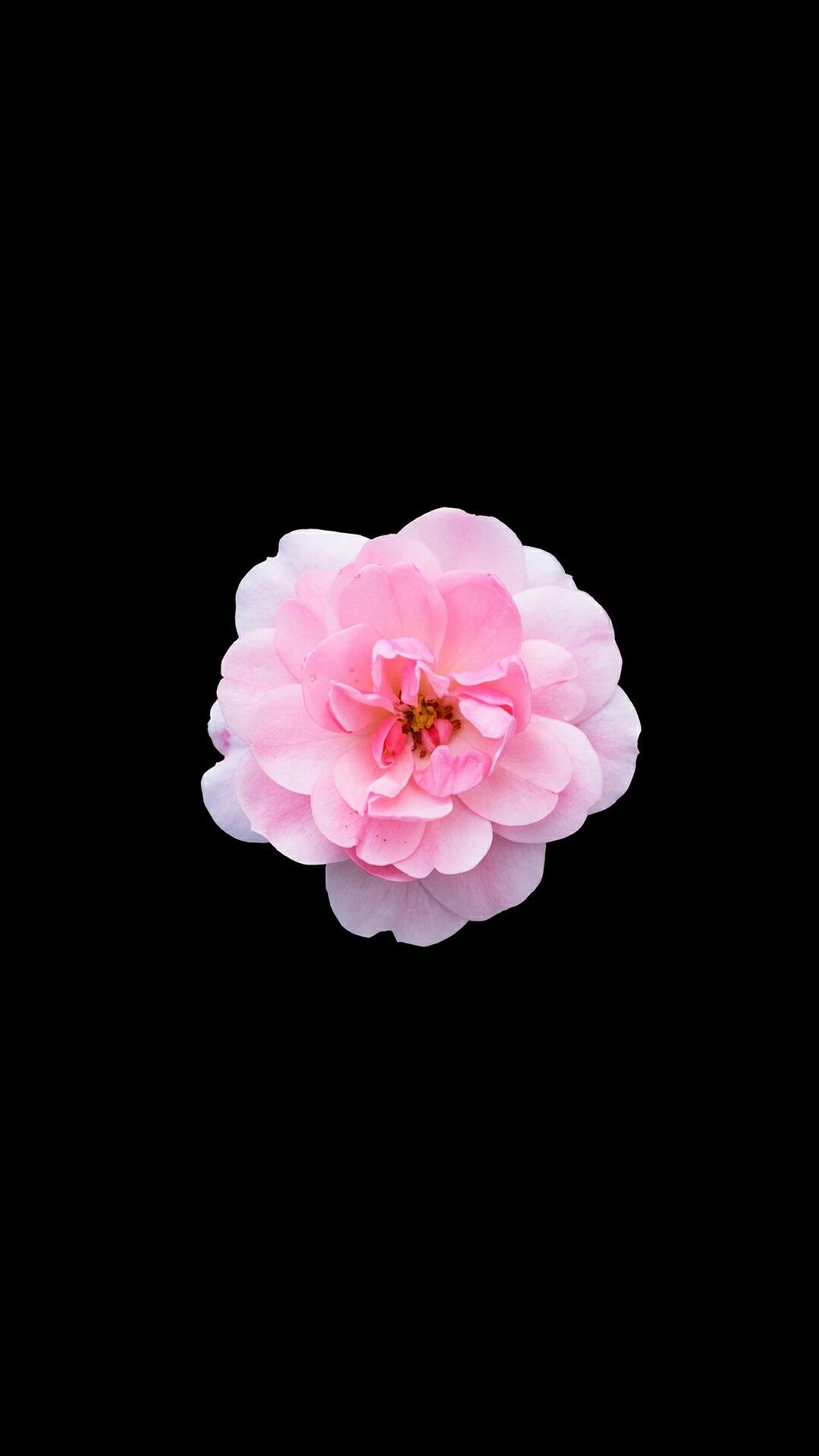 1080x1920 iPhone flower wallpaper.