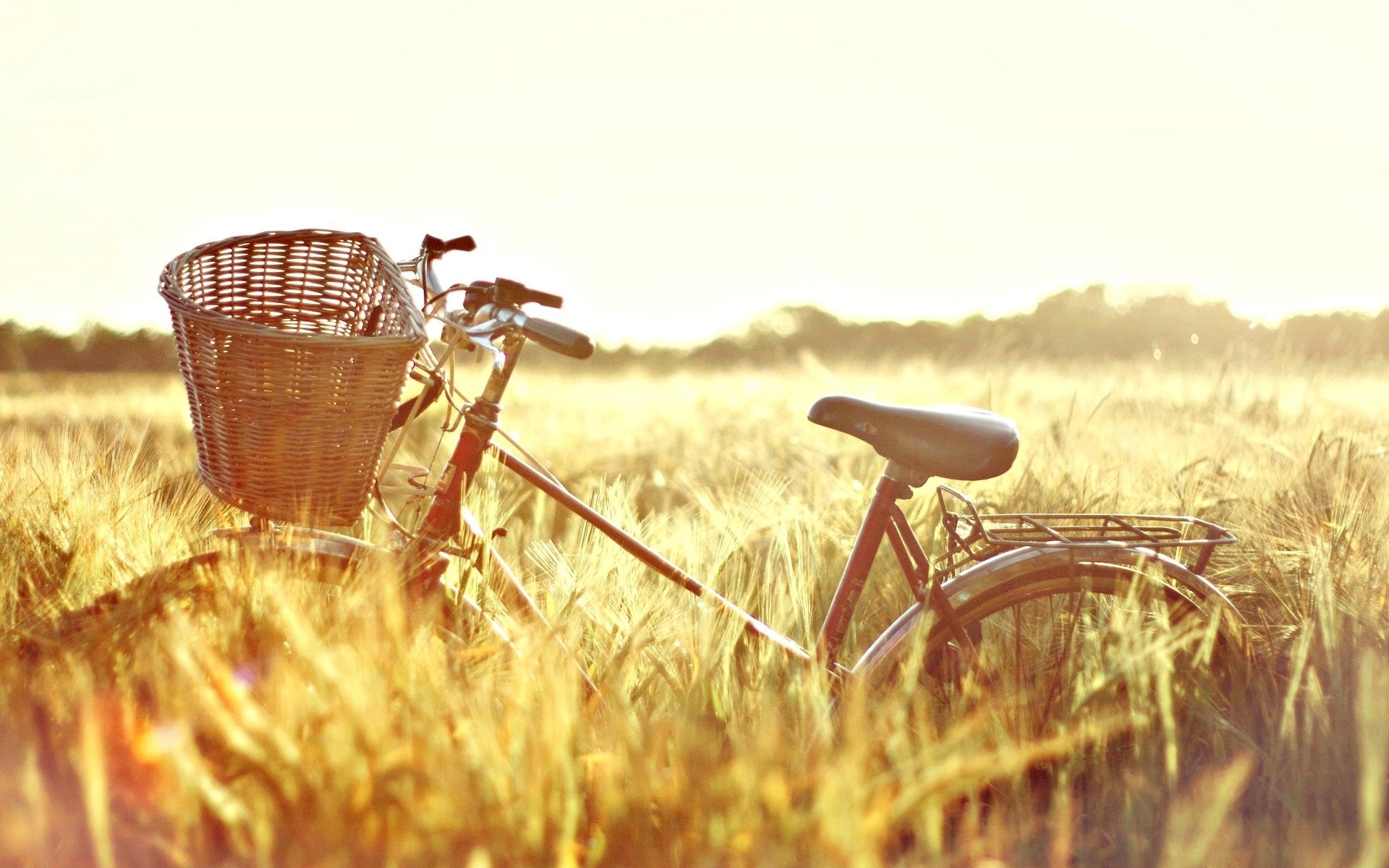1920x1200 mood bike shopping nature the field wheat rye ears sun sunny day background  sun bicycle day