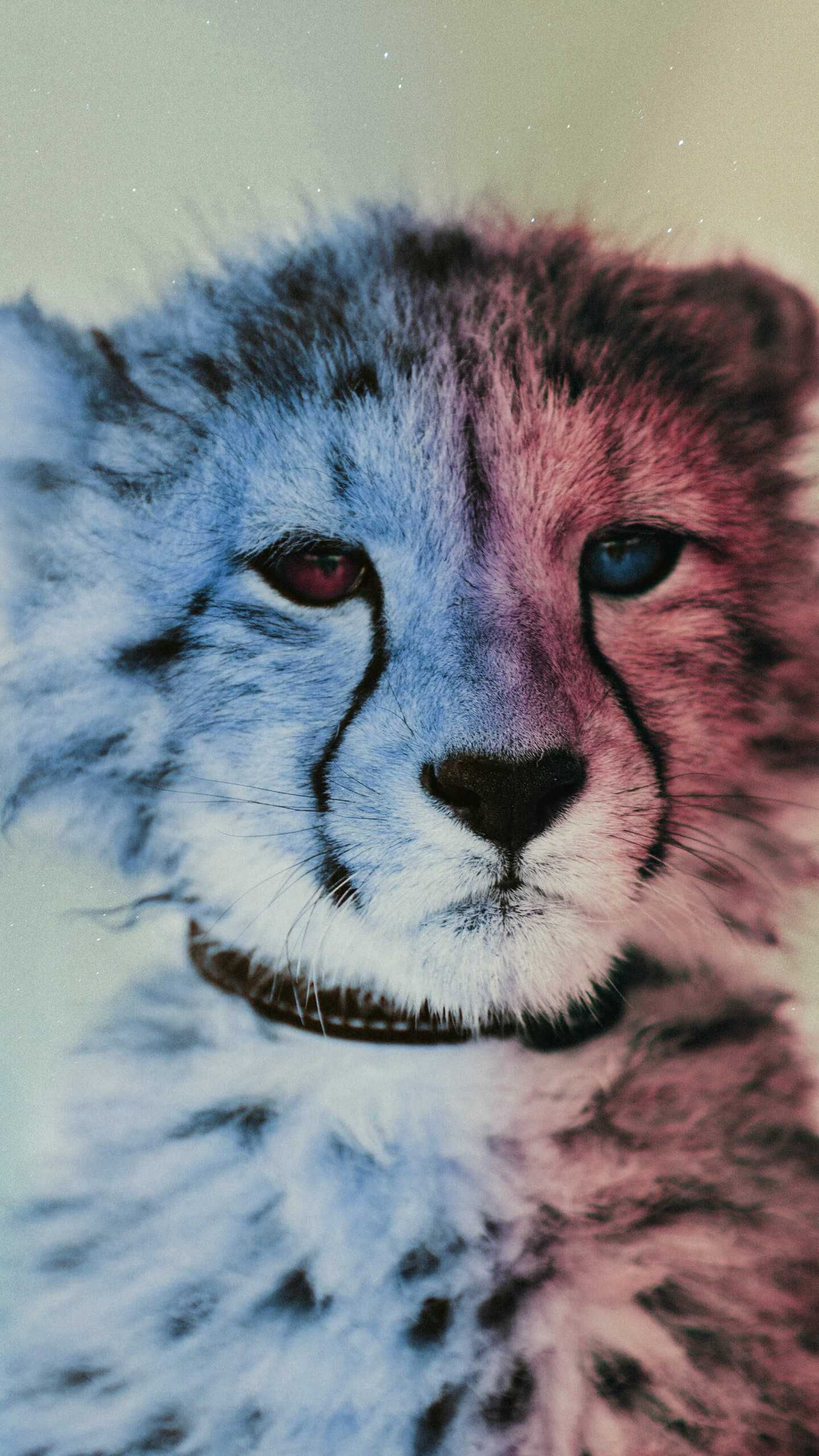1440x2560 Baby Cheetah iPhone Wallpaper