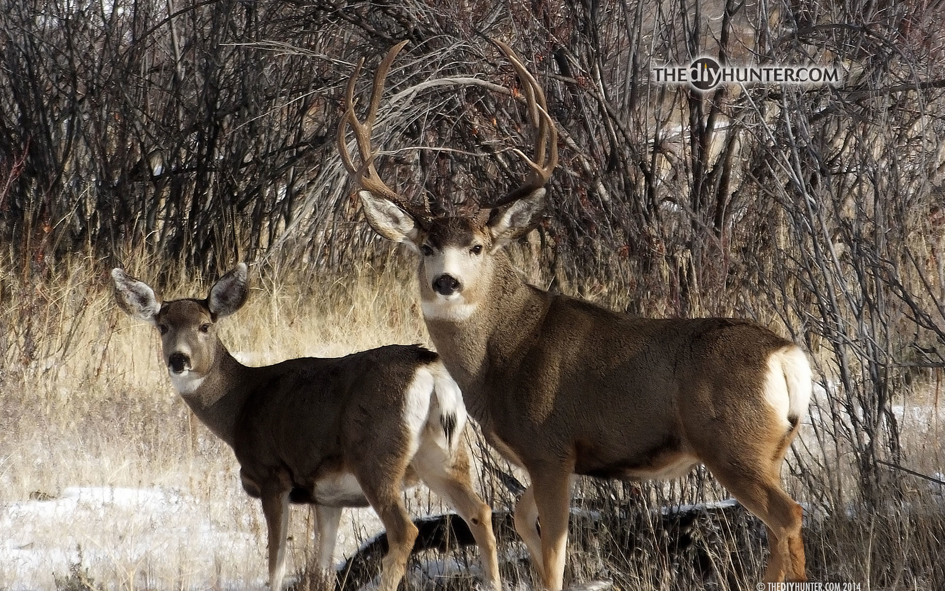 1920x1200 mule deer buck and doe ...
