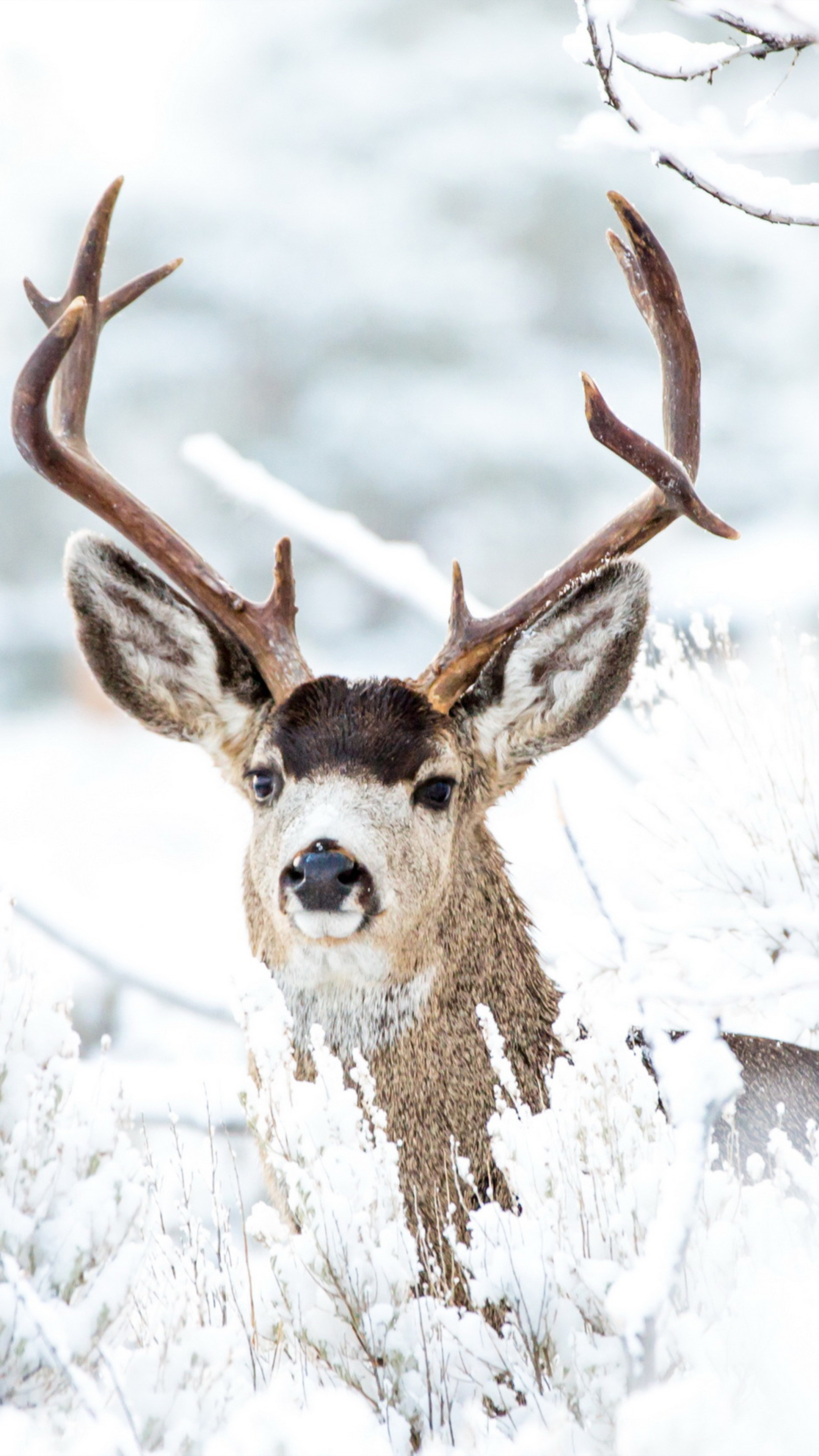 2160x3840 Deer Winter Snow