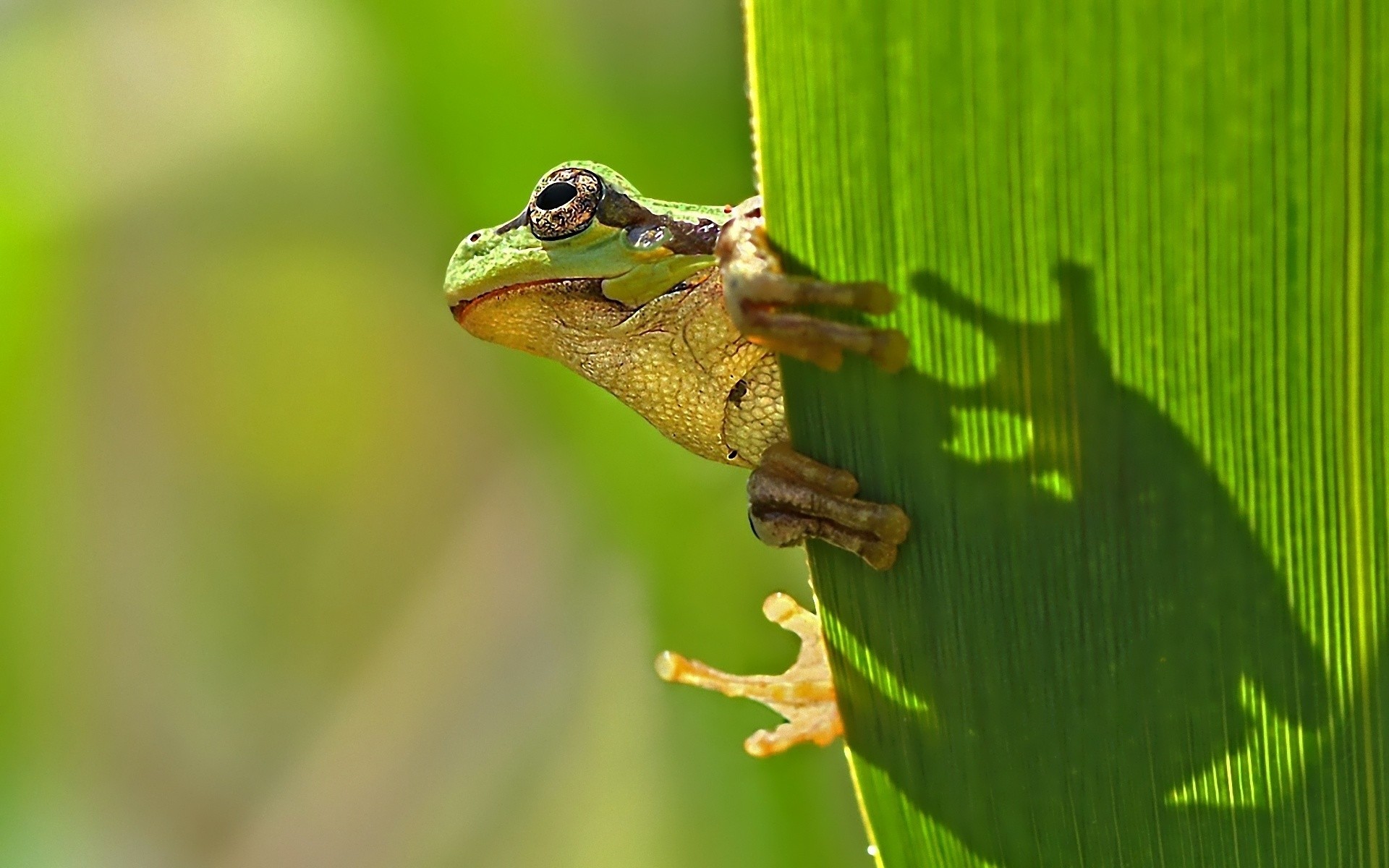 1920x1200 Frog HD Wallpapers