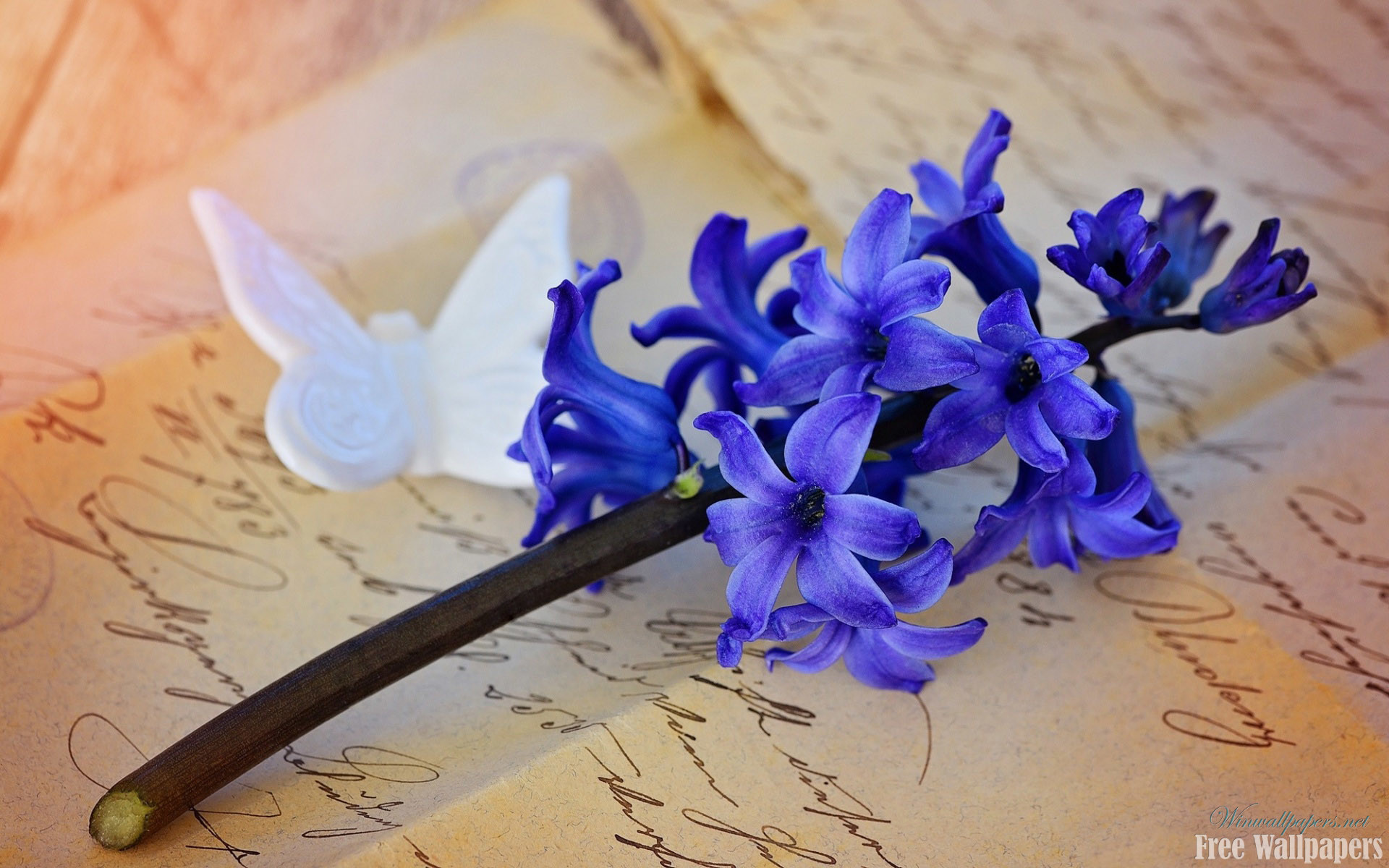 1920x1200 Beautiful Blue Hyacinth Wallpaper for Vintage