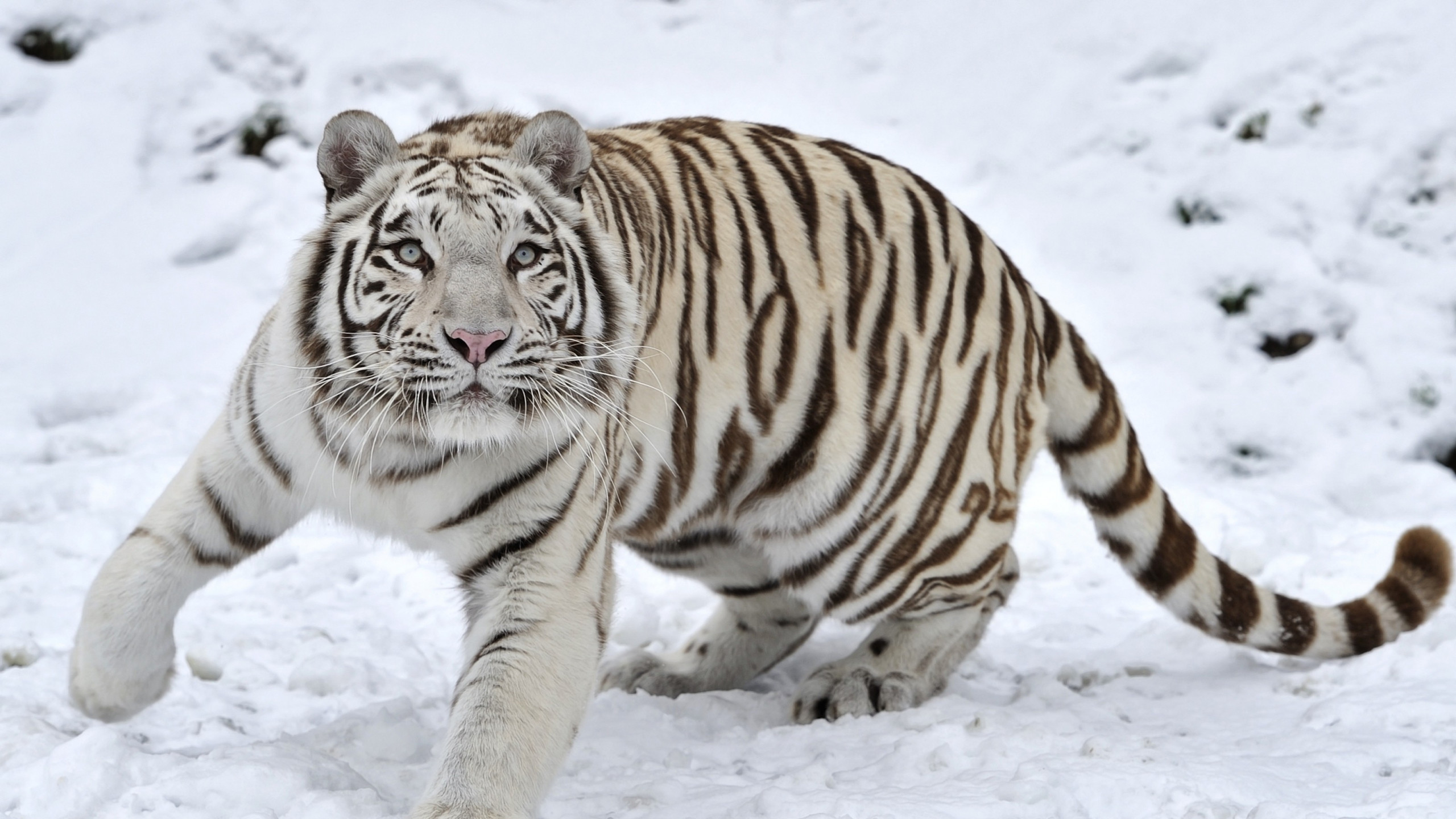 2560x1440 ... Background Mac iMac 27.  Wallpaper tiger, albino, snow, winter