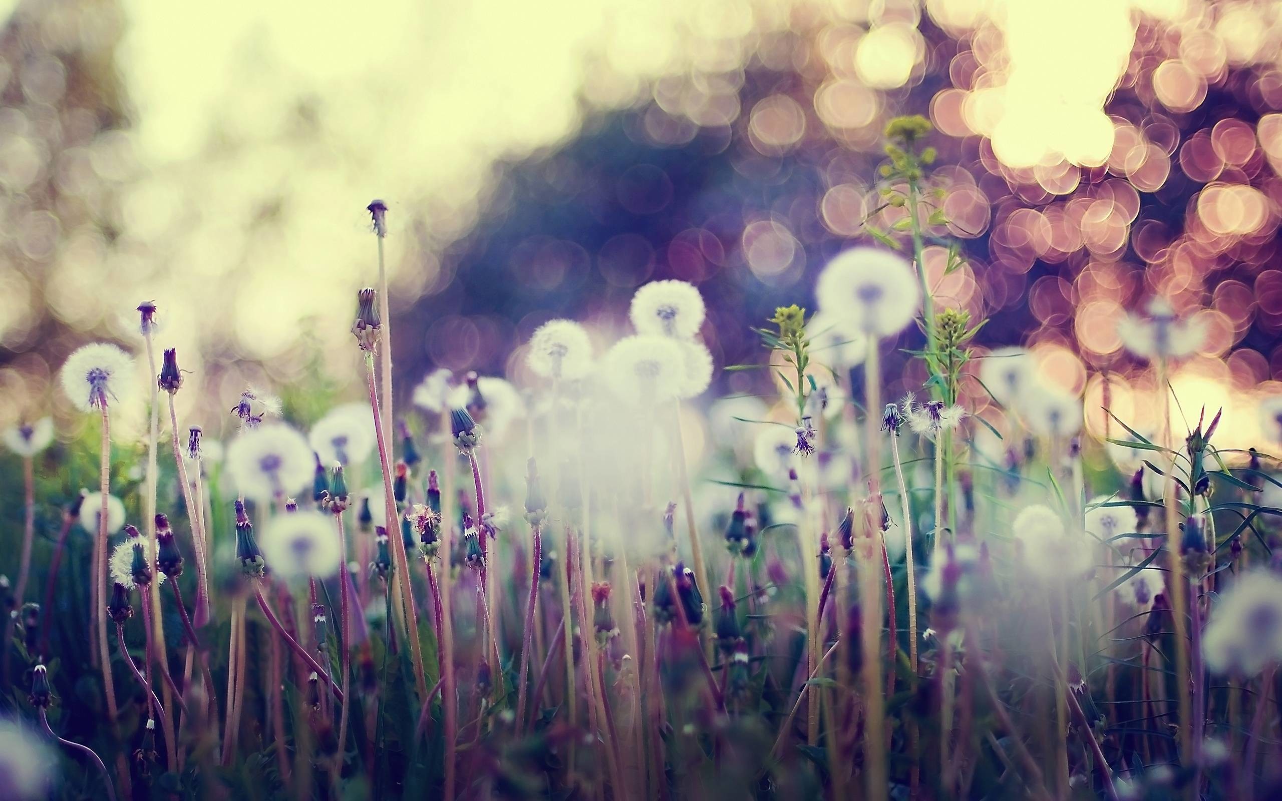 2560x1600 Images For > Dandelion Field Background