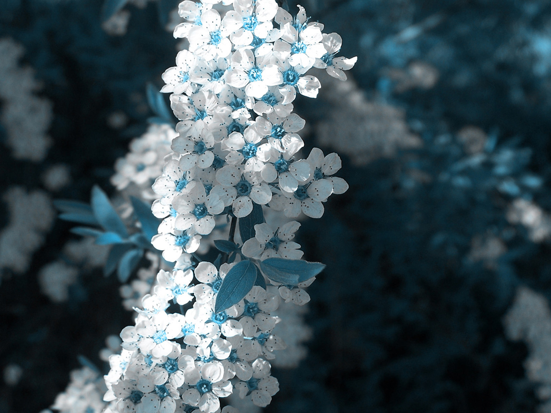 1920x1440 Blue and White Wallpaper 8908