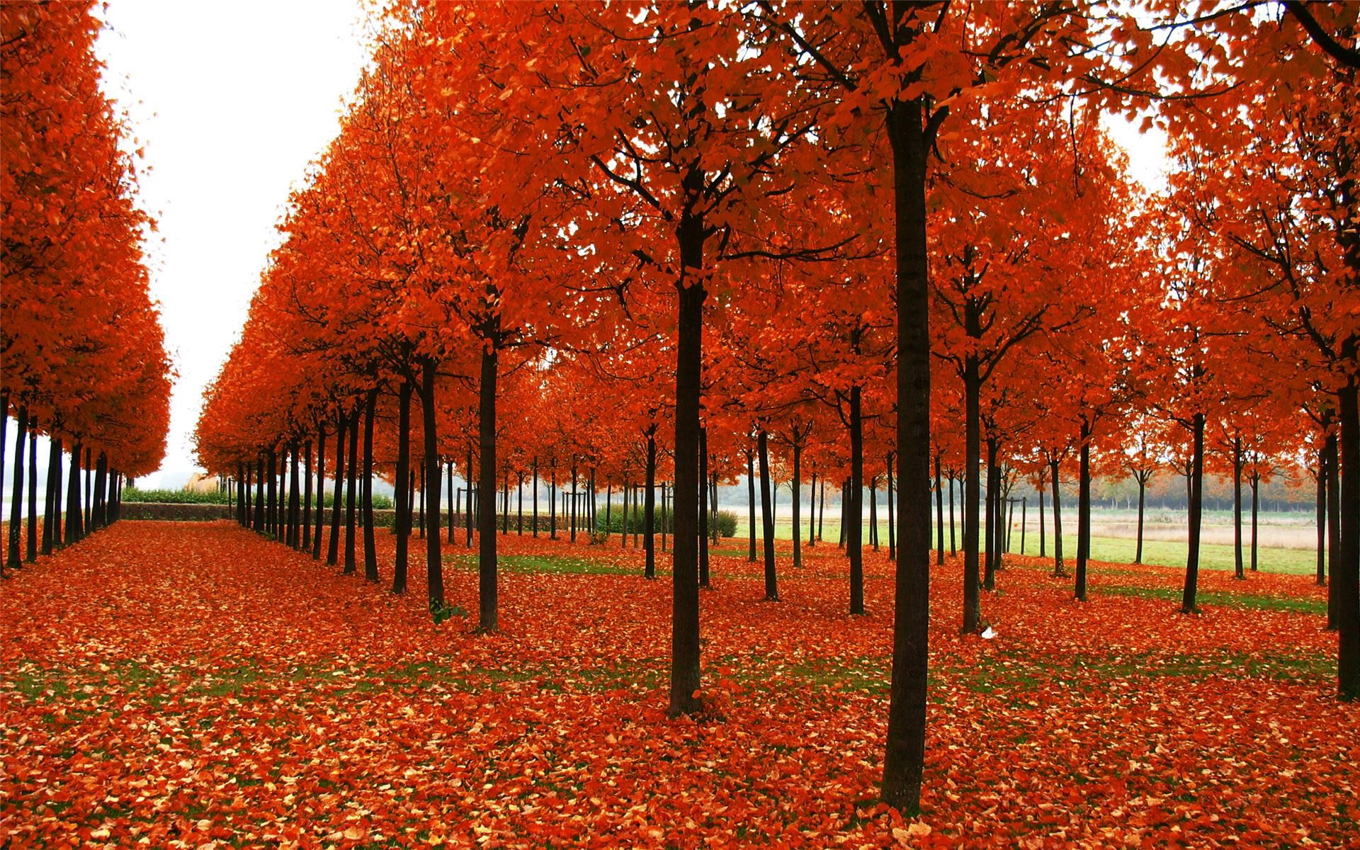 1920x1200 Most Beautiful Autumn Scene Wallpaper HD