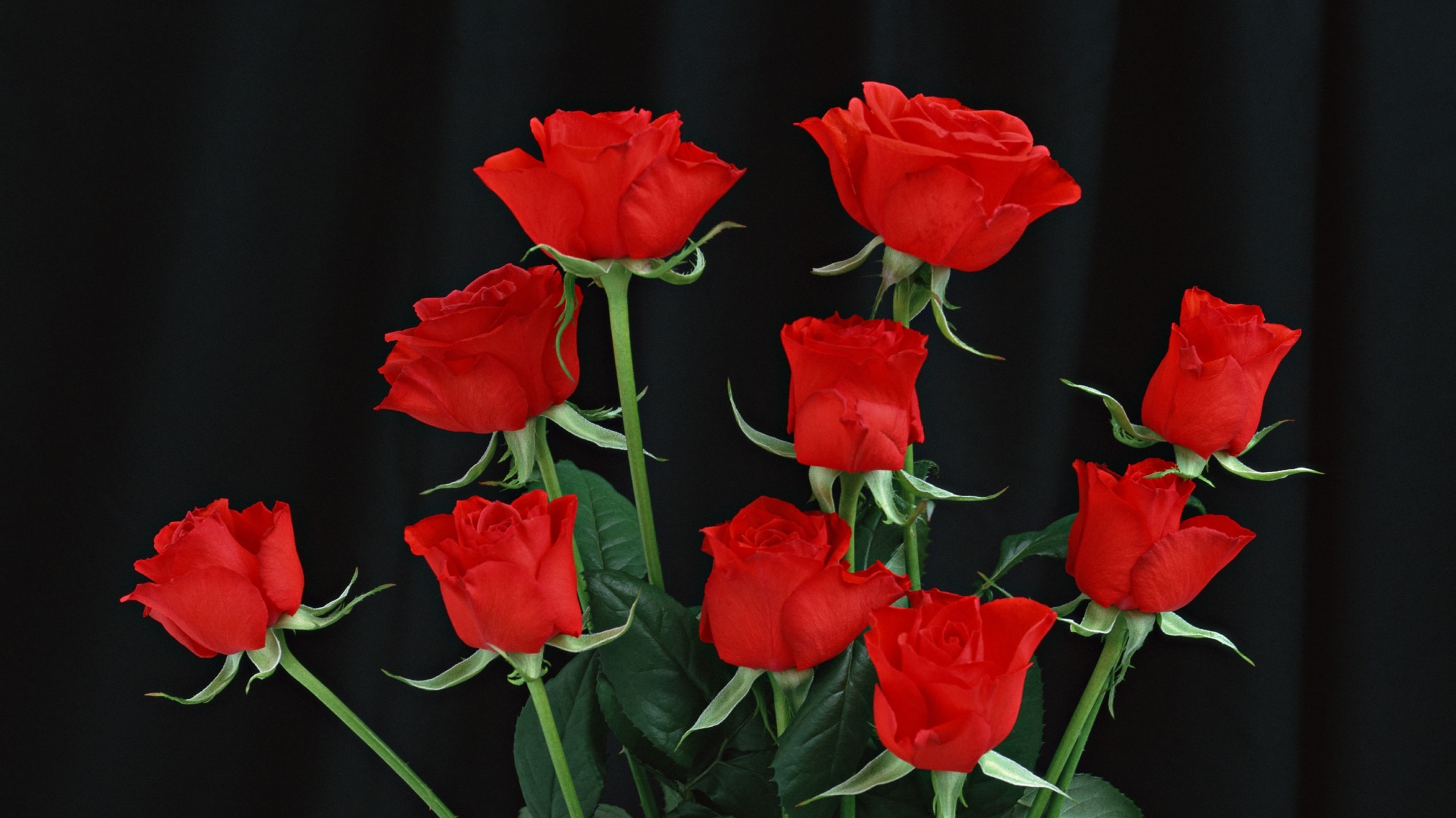 3840x2160  Wallpaper red roses, black background, flowers
