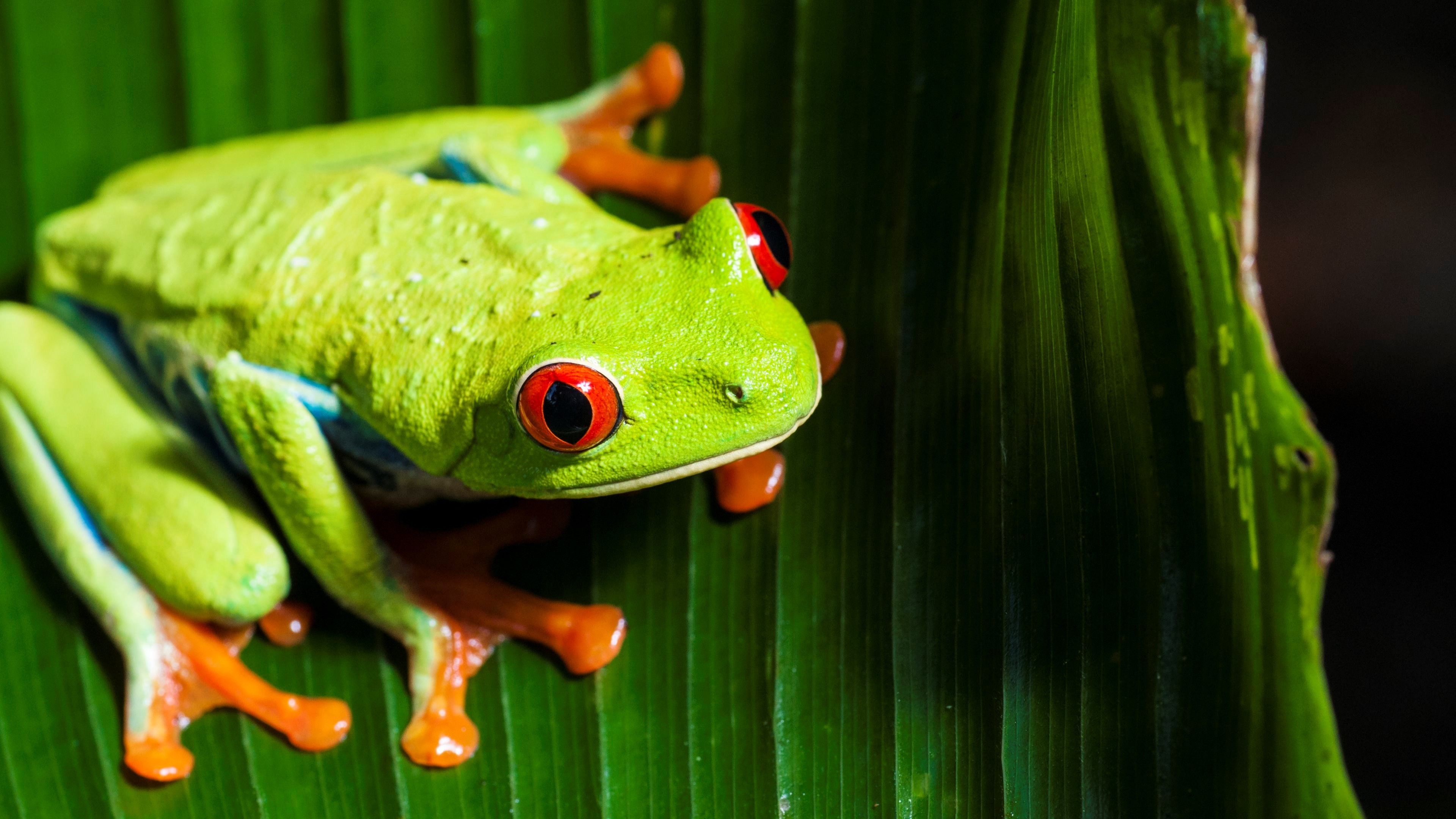 3840x2160 red eyed tree frog computer wallpaper backgrounds, 958 kB - Goldwin  Nash-Williams