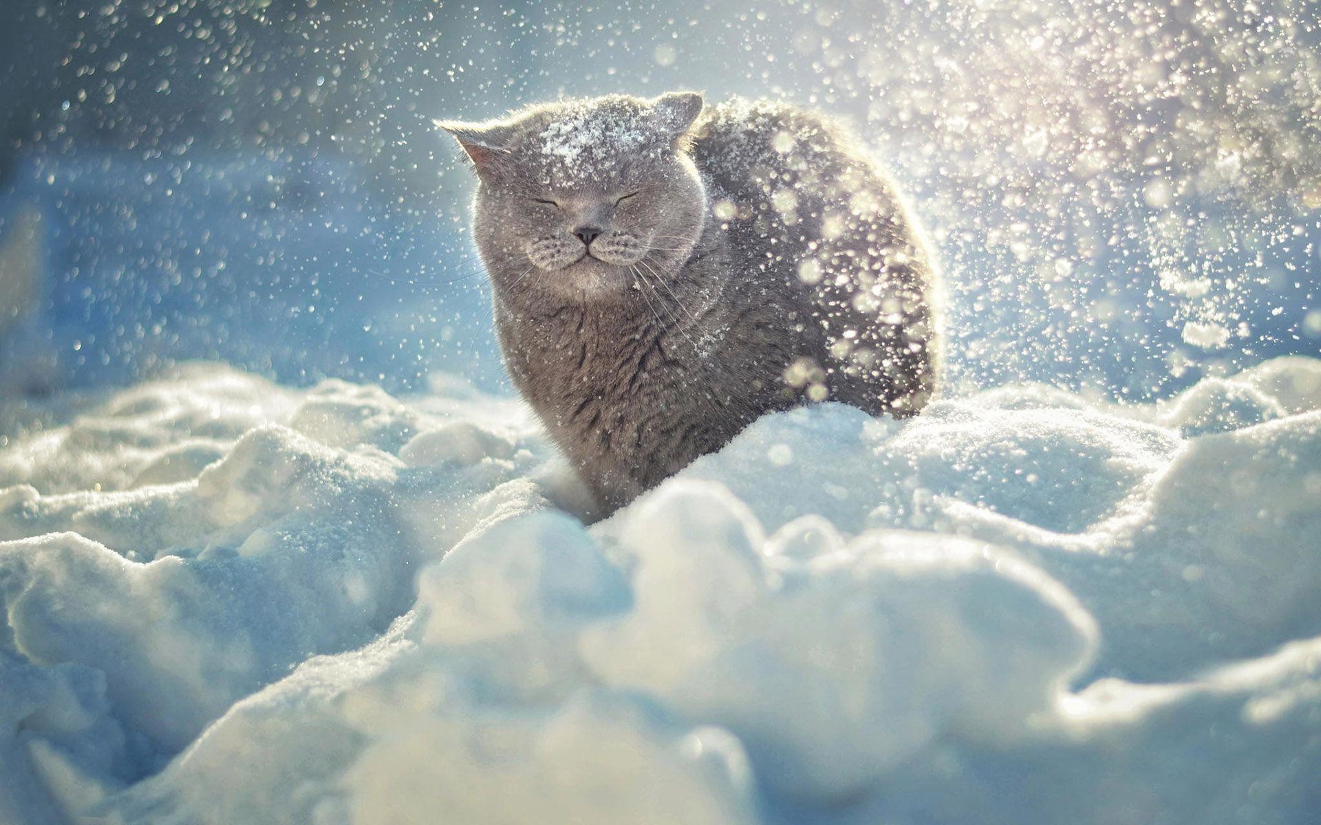 1920x1200 Cat enjoying the snow