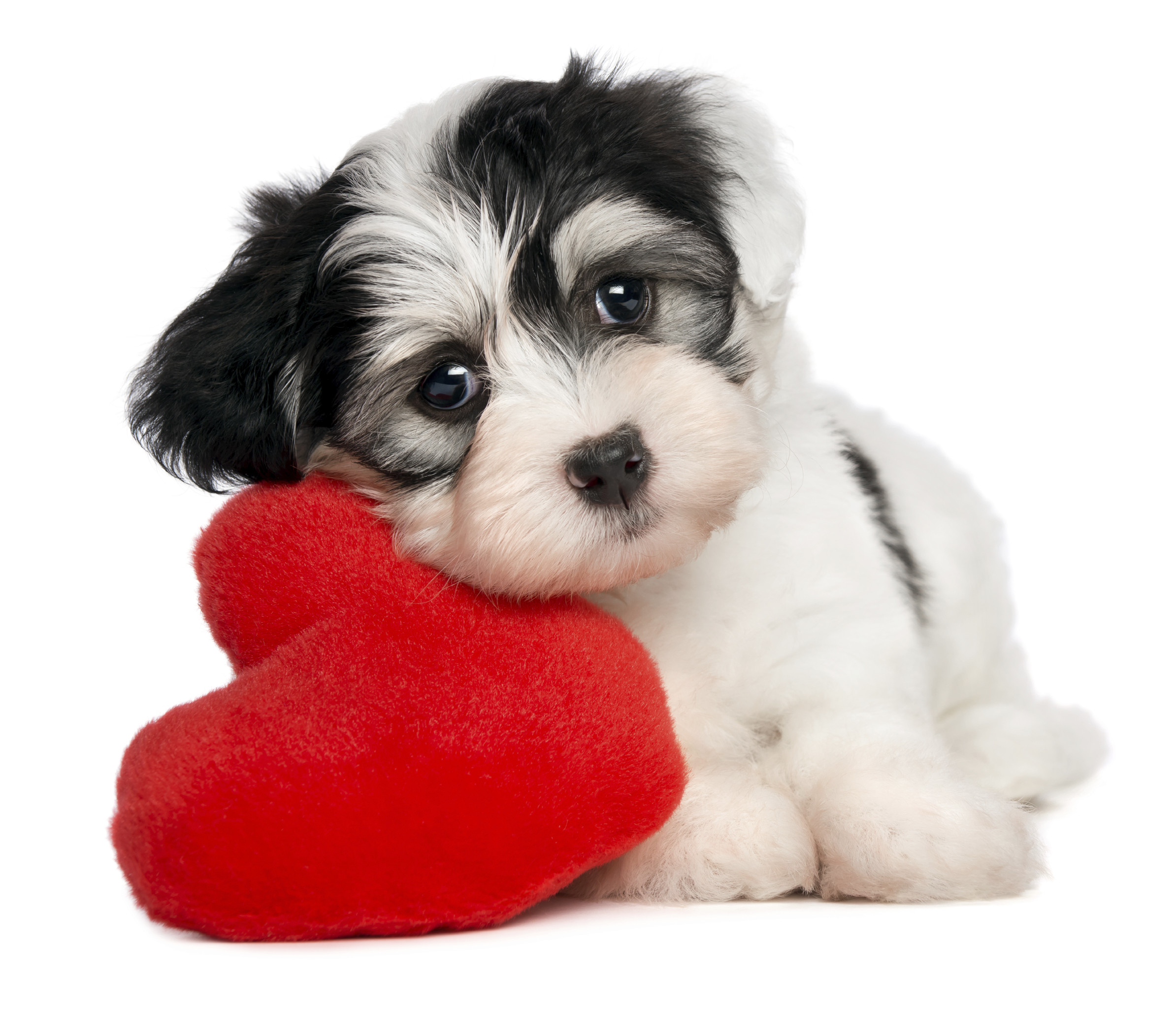 2388x2058 Lover Valentine Havanese puppy