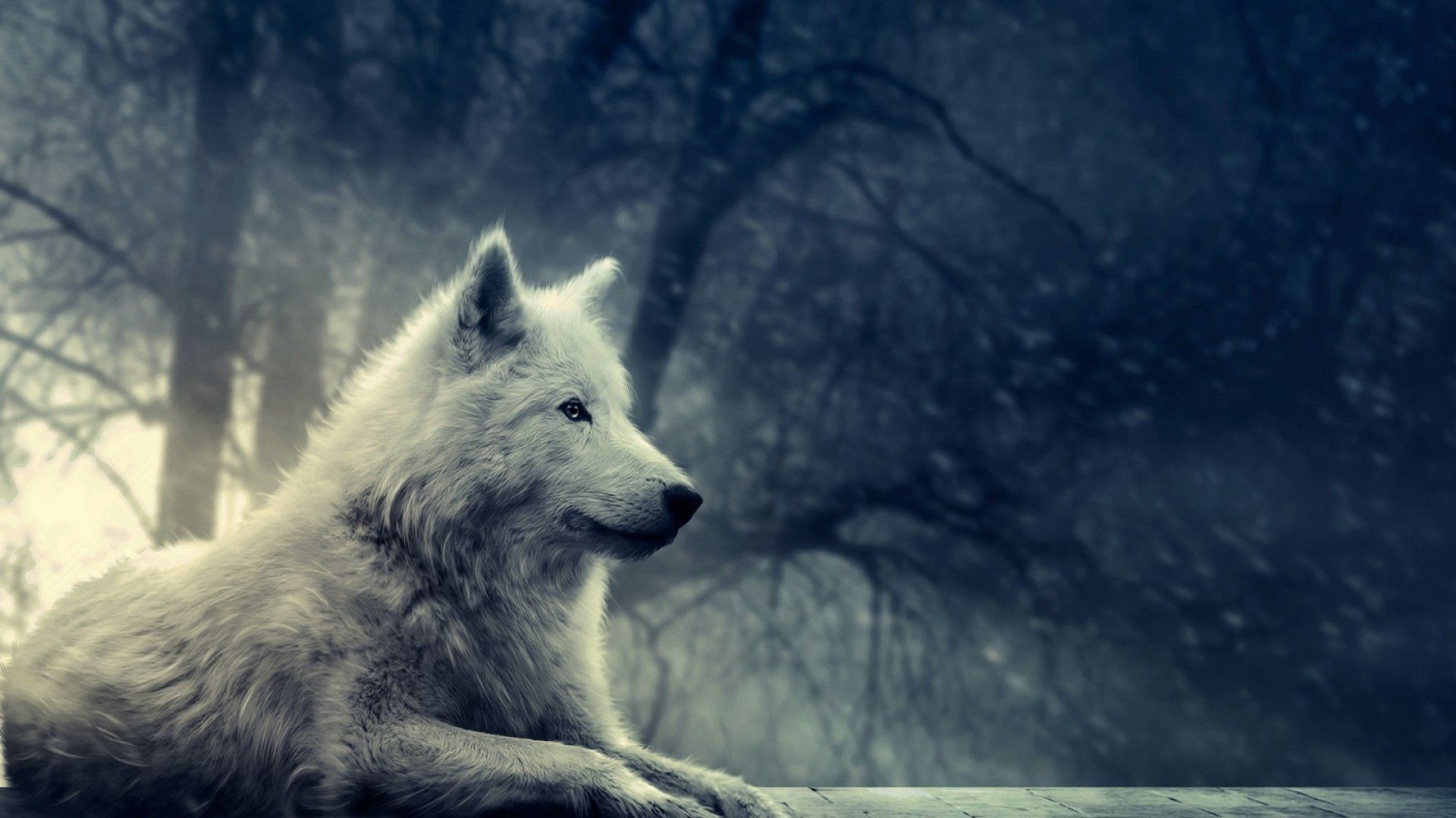 1920x1080 Wallpapers For > White Wolf Wallpaper Hd