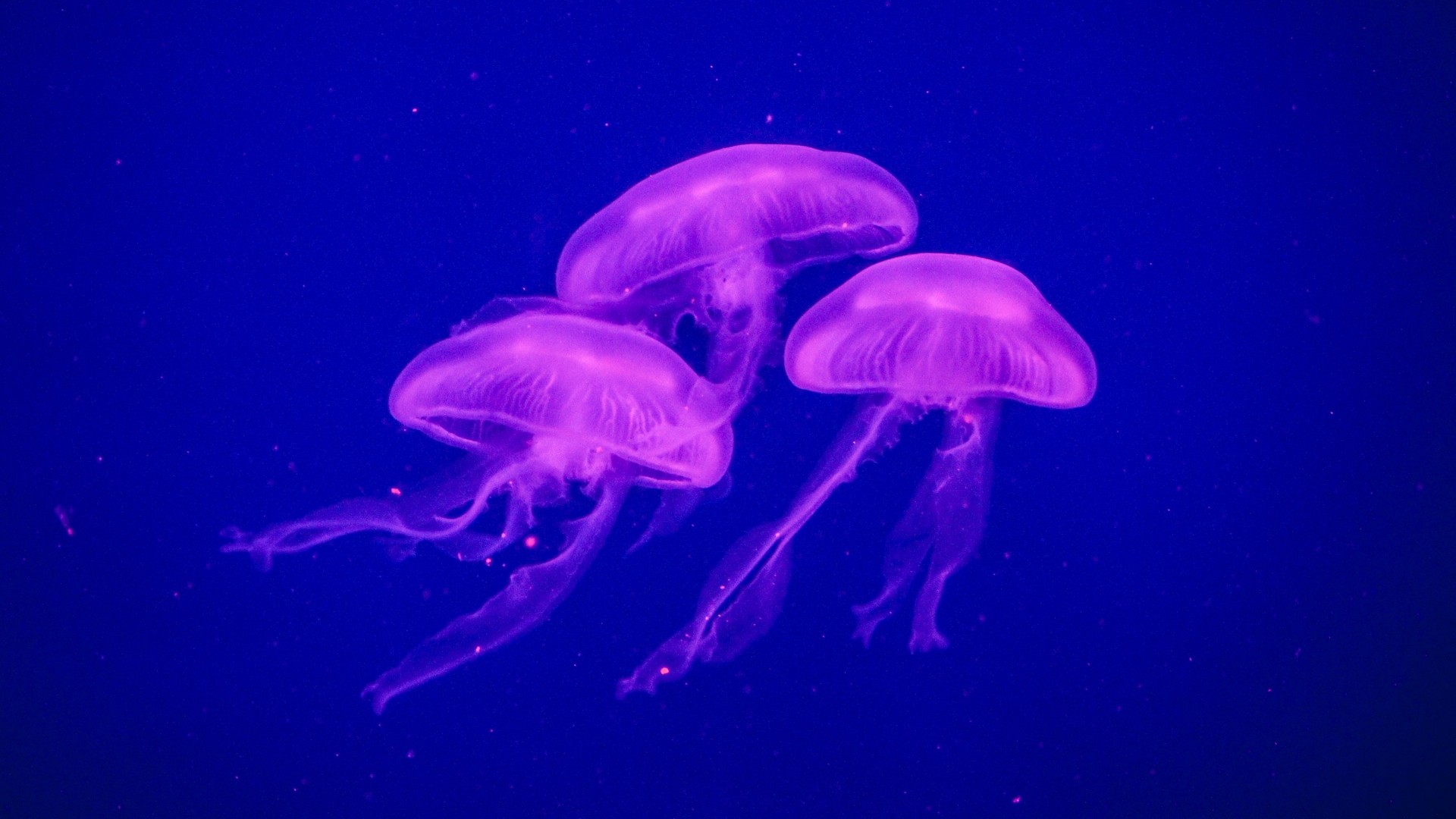1920x1080 Preview wallpaper jellyfish, underwater world, phosphorus 