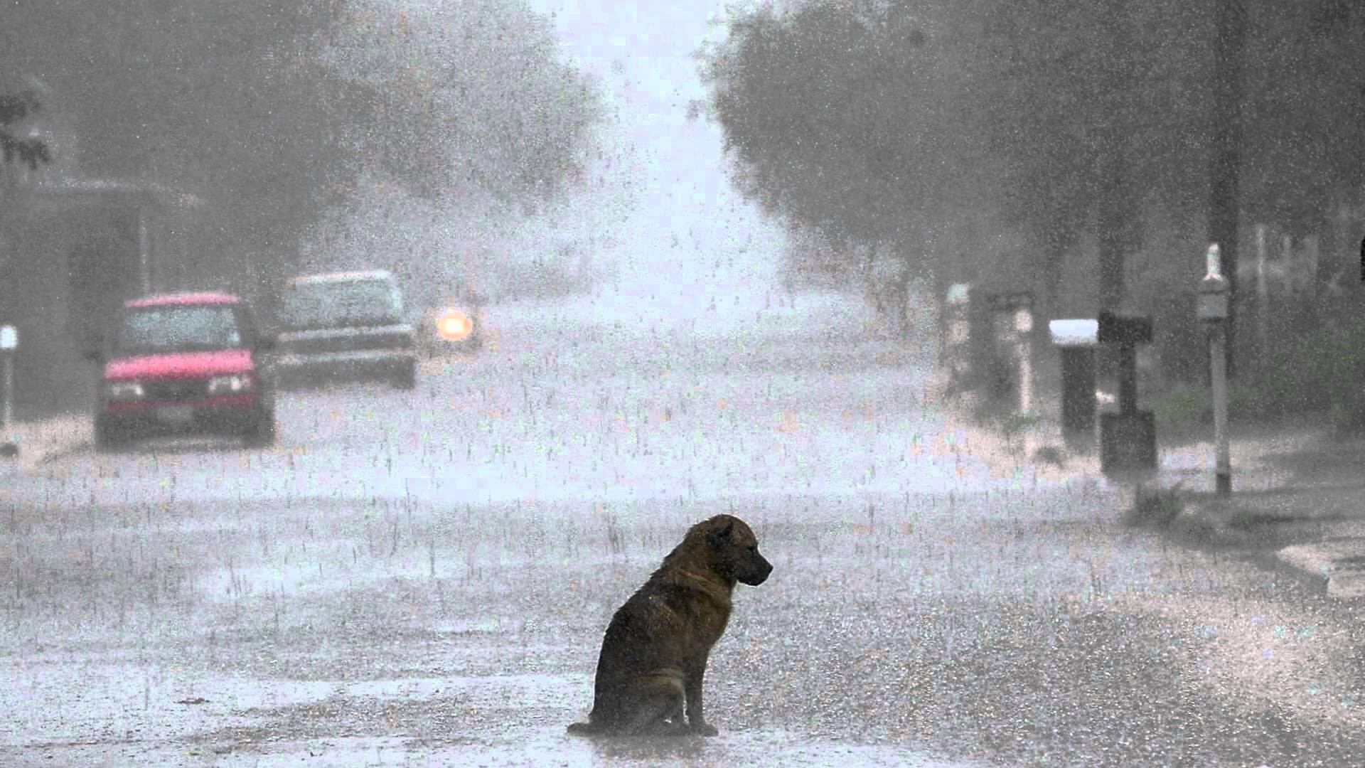 1920x1080 Lonely Sad Dog In The Rain wallpaper