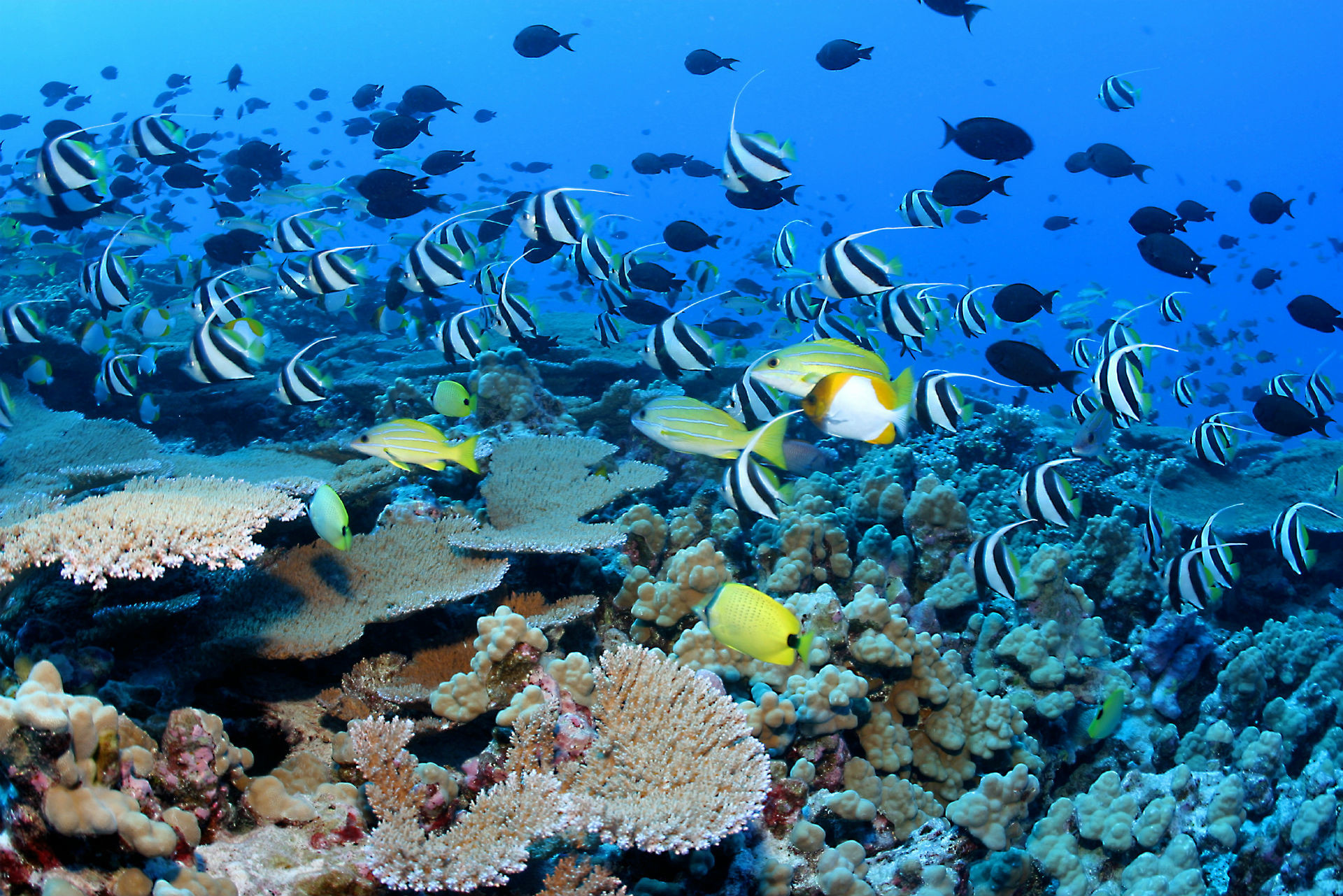 1920x1281 Protecting diversity on coral reefs: DNA may hold the key