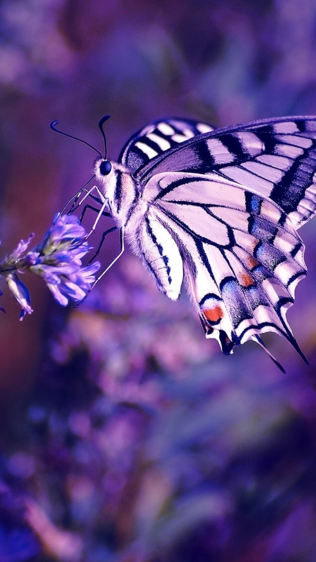 1080x1920 Butterfly iPhone Widescreen Wallpaper.