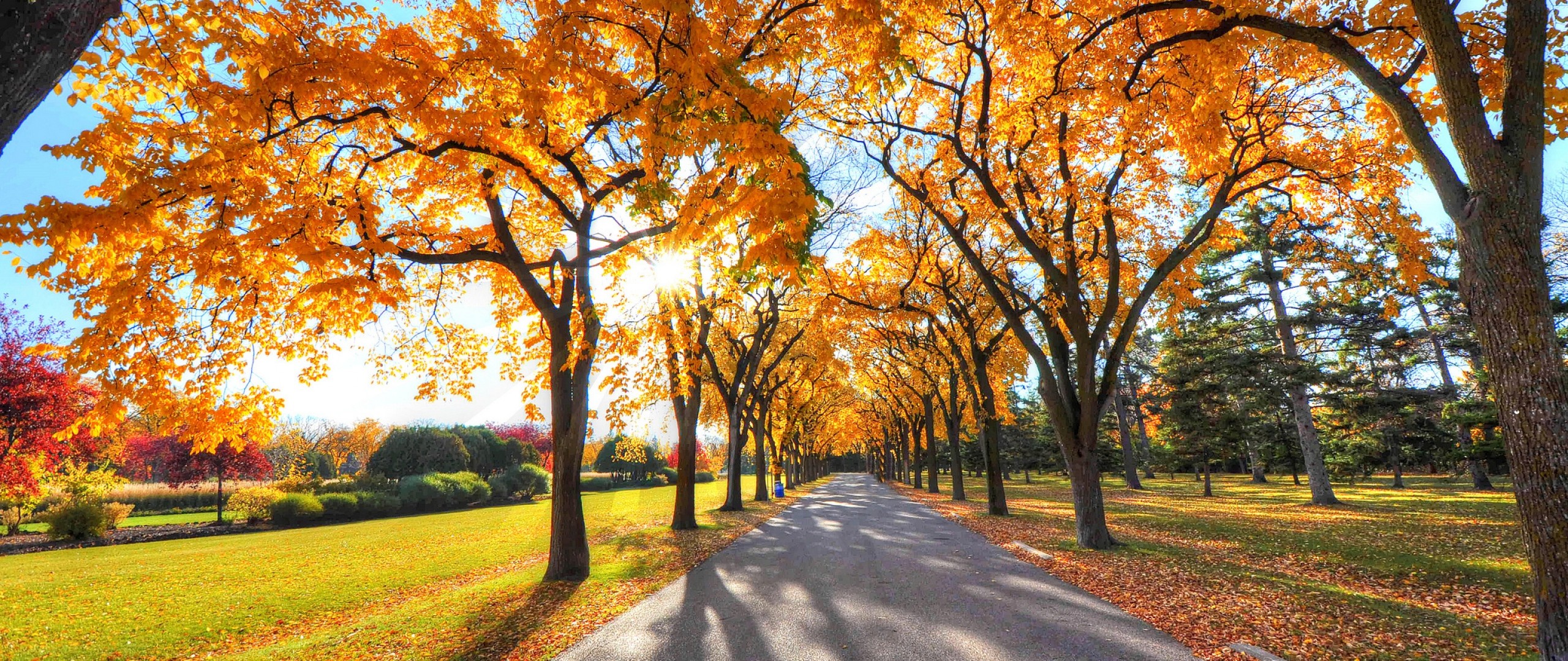 2560x1080  Wallpaper autumn, alley, park, trees