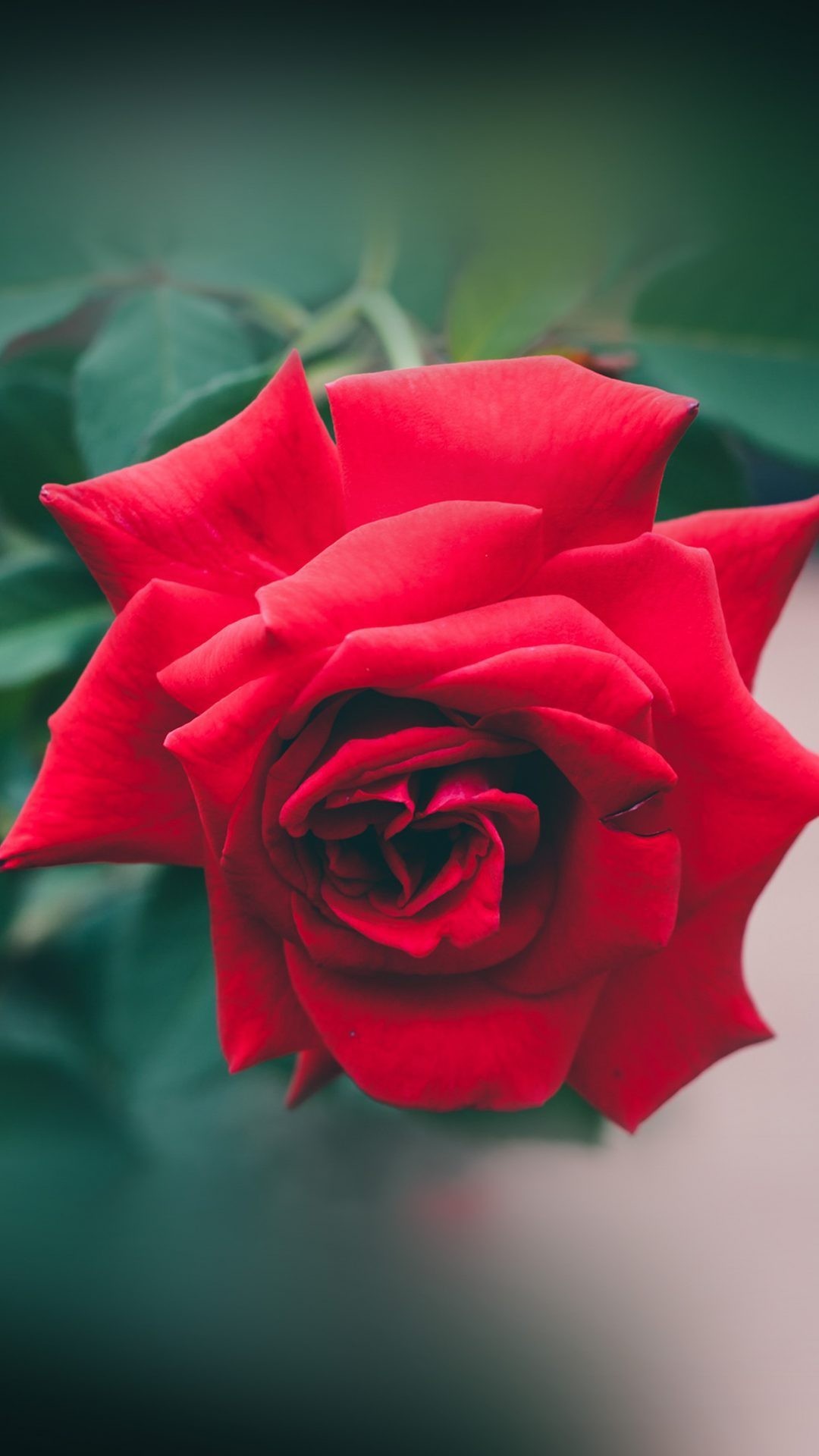 1080x1920 iPhone 8 Red Rose Nature Flower Wood Love Valentine