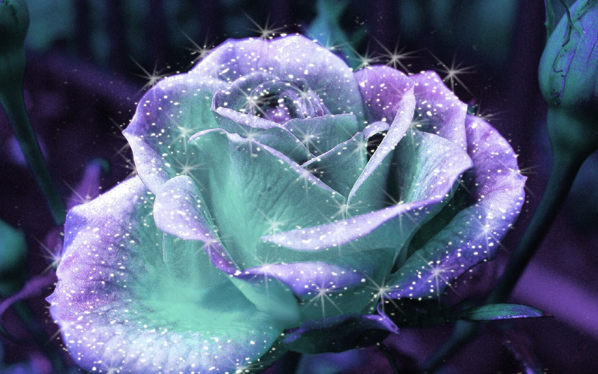1920x1200 Unusual Roses | Shiny Rose Flower HD Wallpaper in Desktop |  DownloadsHDWallpaper.com