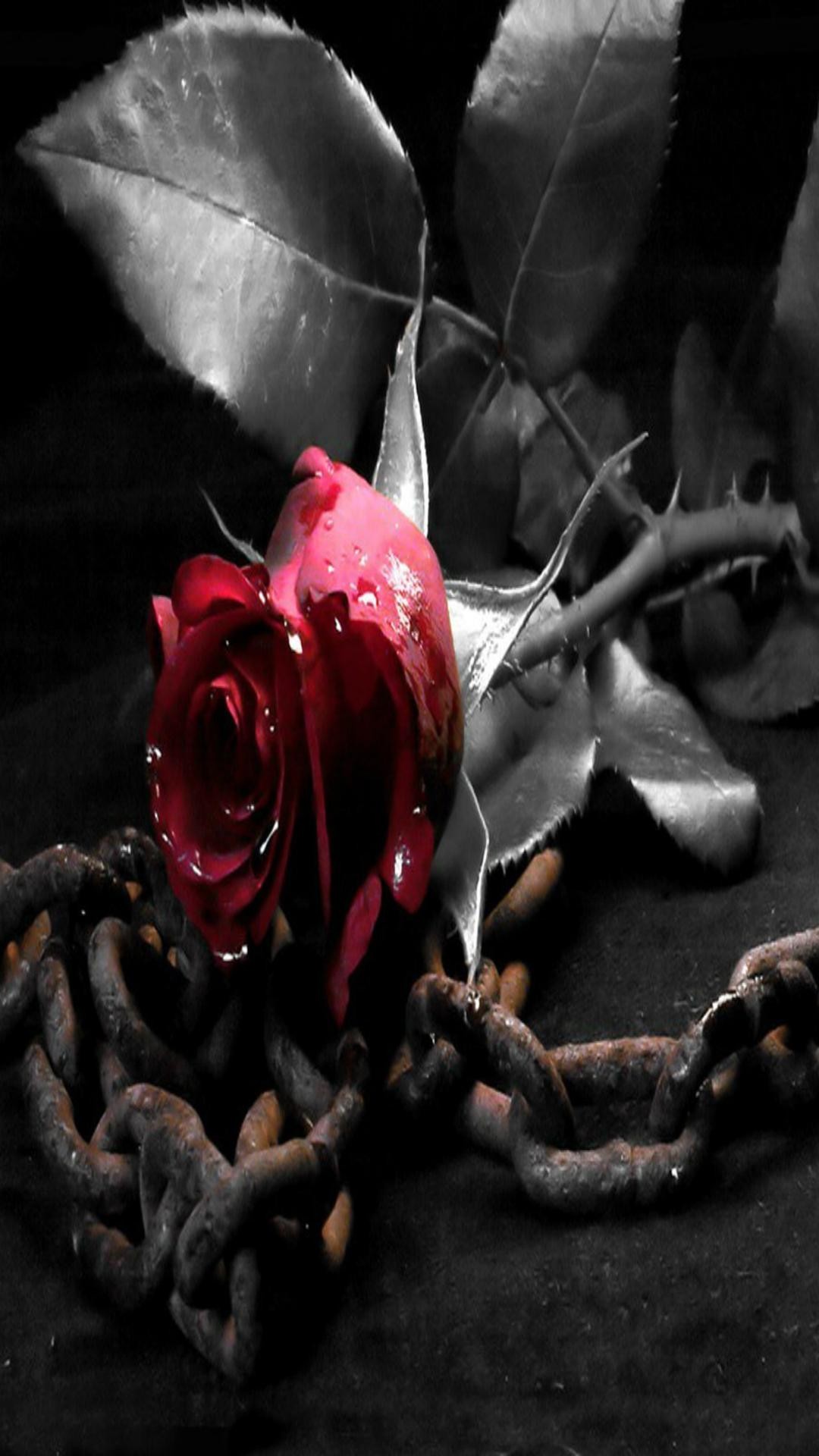 1080x1920 black and red rose wallpaper #875539