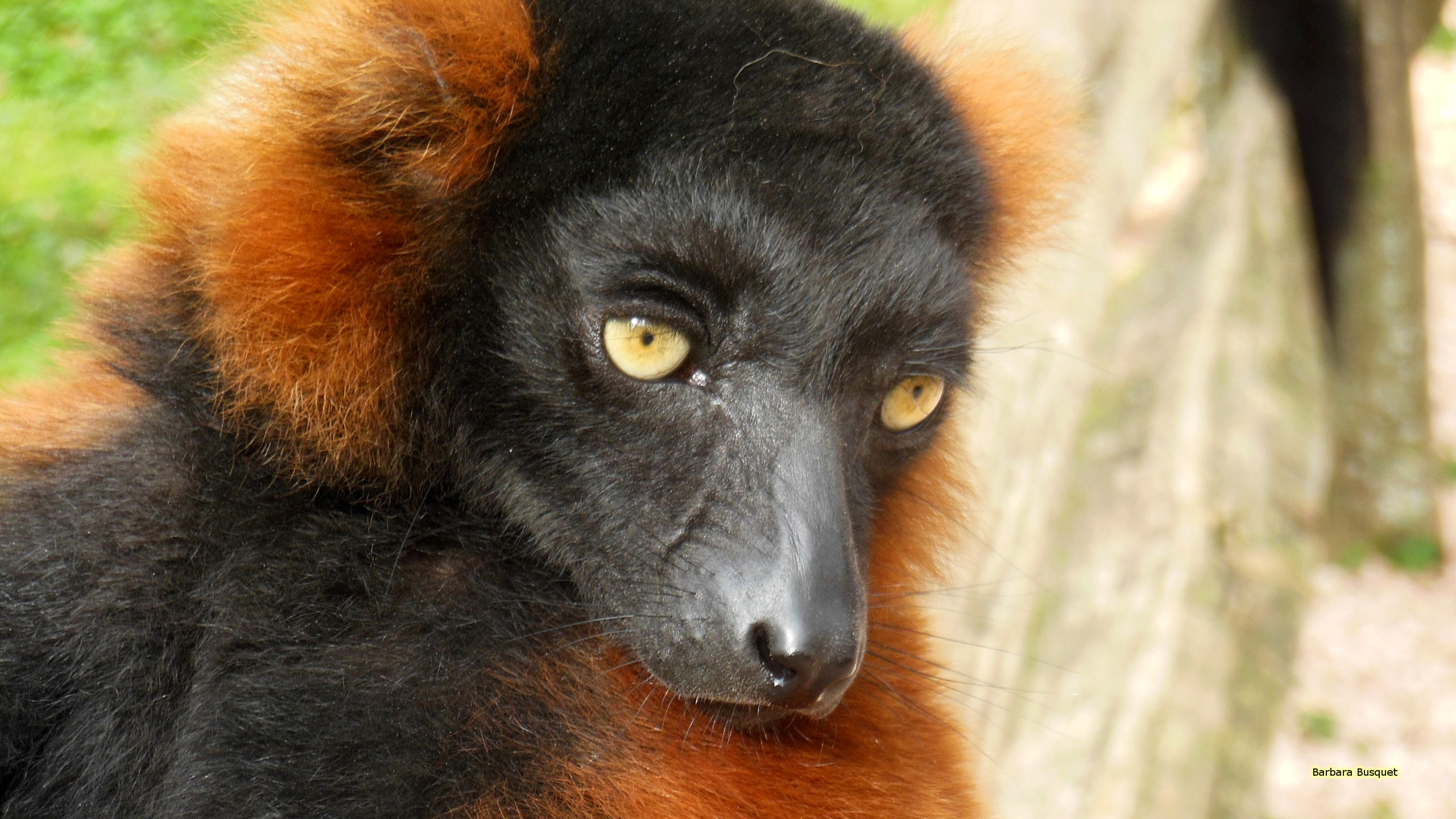 2560x1440 Close-up photo of the face of a red ruffed lemur.