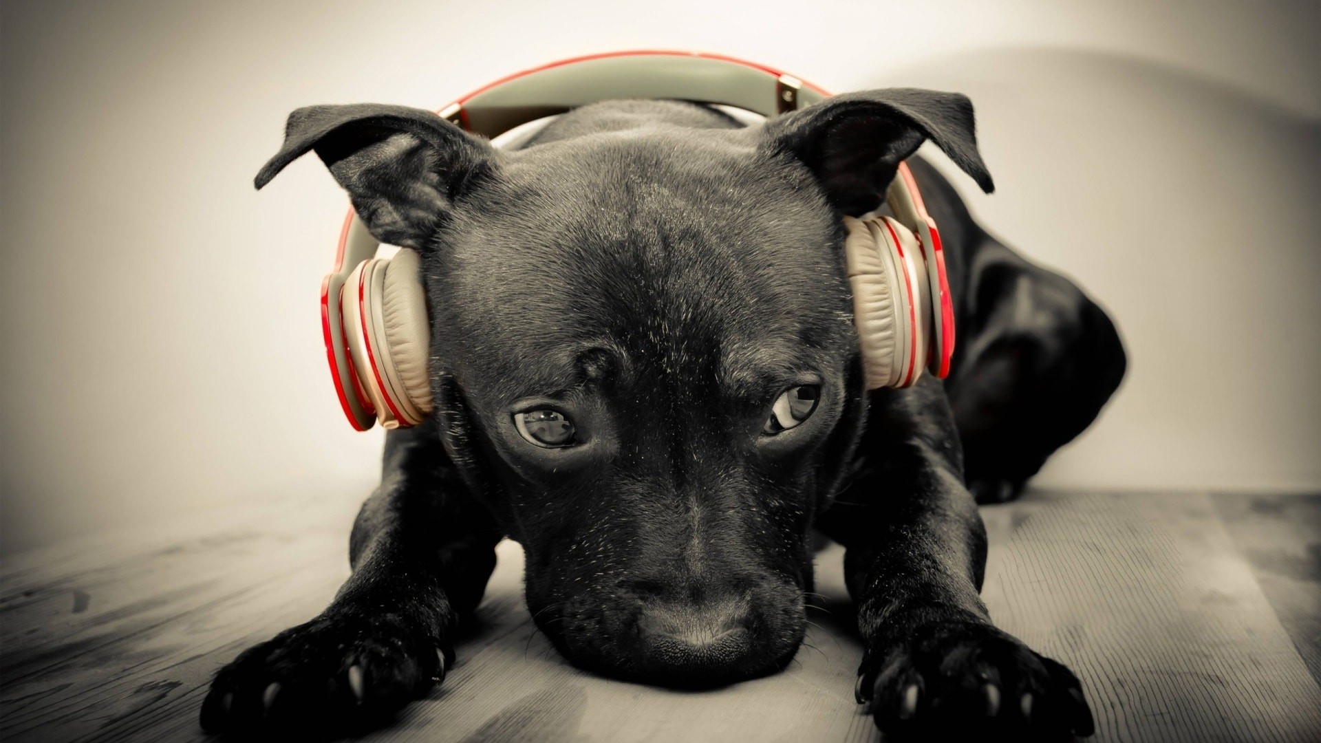 1920x1080 Wallpaper Cute dog headphones - Image #1490 - Licence: Free for Personal  Use -