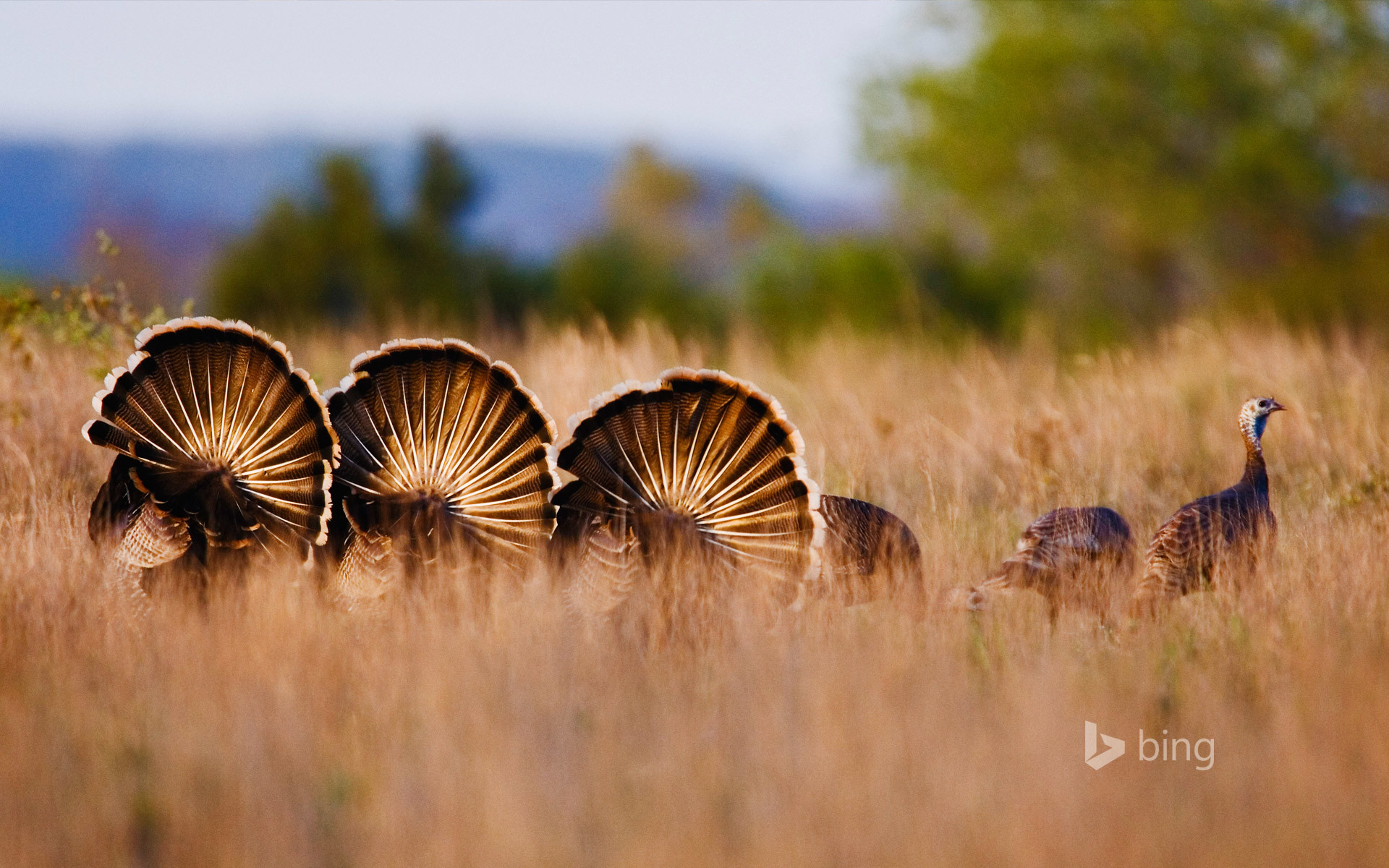1920x1200 ... Wild turkeys in Rio Grande, Texas (Â© Radius Images/Getty Images)