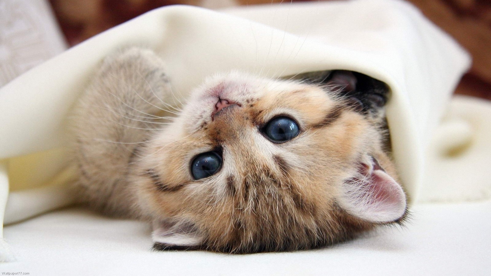 1920x1080 High Resolution Cute Baby Animal Kitty Cat Wallpaper HD 17 Full .