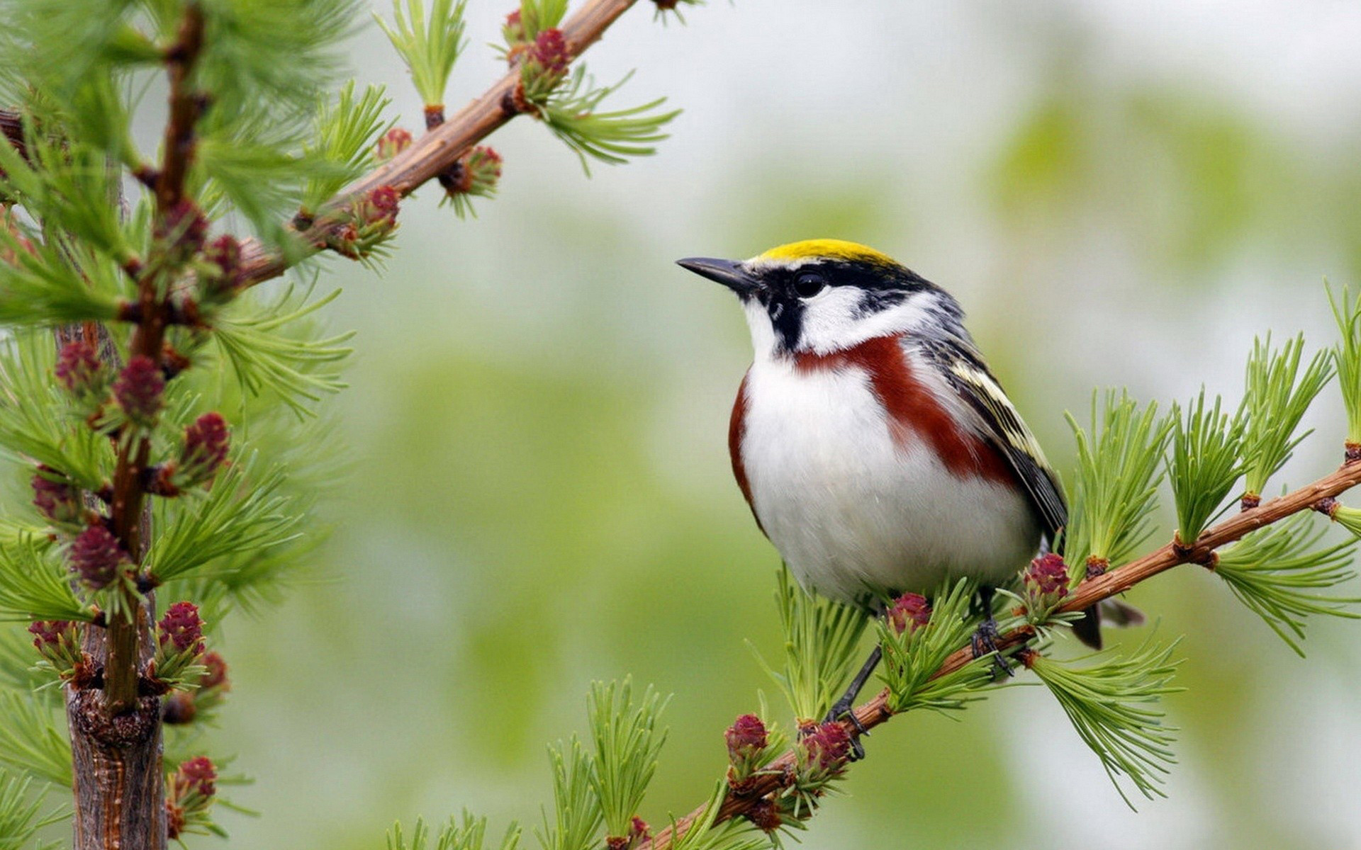 bird desktop wallpaper