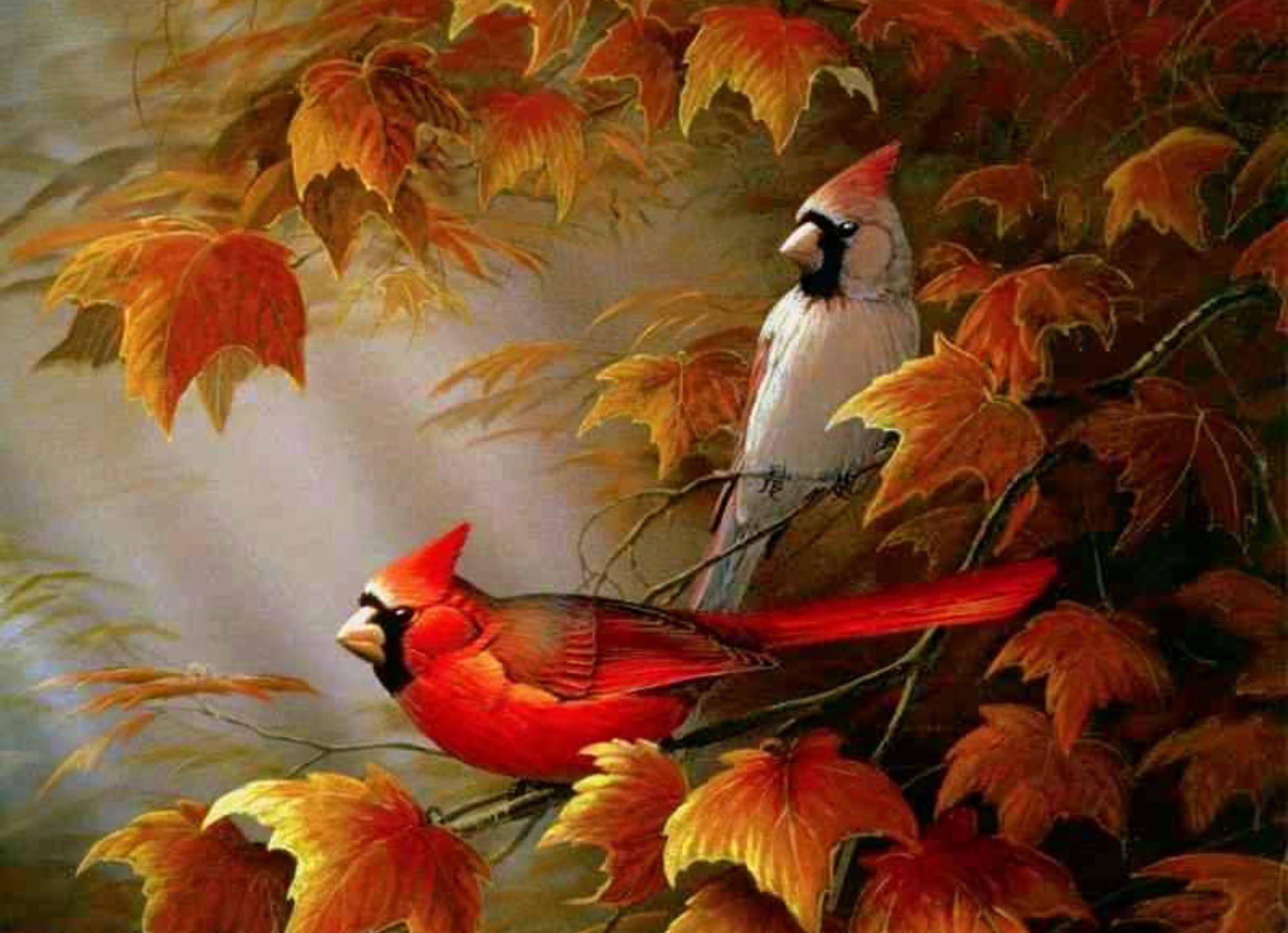 1920x1392 Cardinals birds - Autumn Cardinals Wallpapers - HD Wallpapers 95116