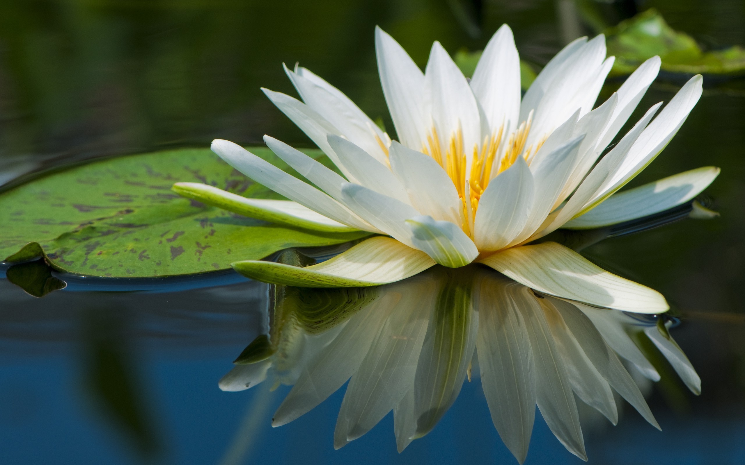 2560x1600 nature, Flowers, Lily Pads, Reflection, Water Lilies Wallpapers HD /  Desktop and Mobile Backgrounds