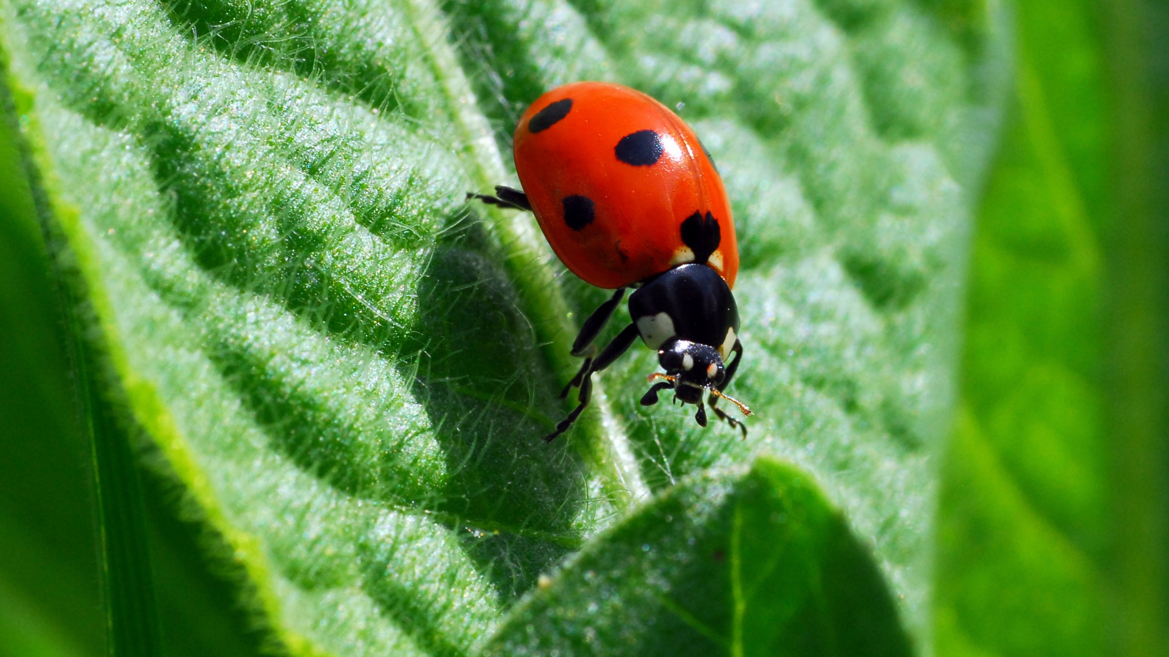 3840x2160  Wallpaper beetle, leaf, green, ladybug