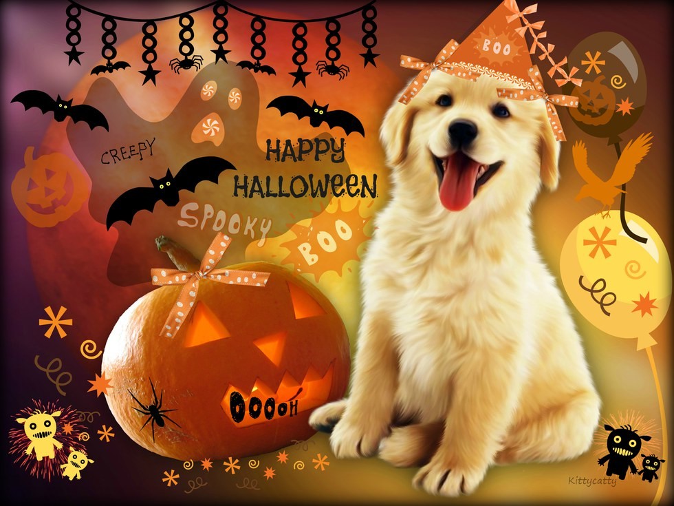 980x735 Image Halloween Dog Desktop