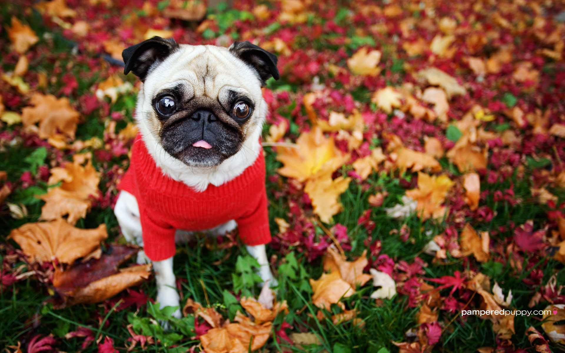 1920x1200 Responses to Funny pug in fall leaves 