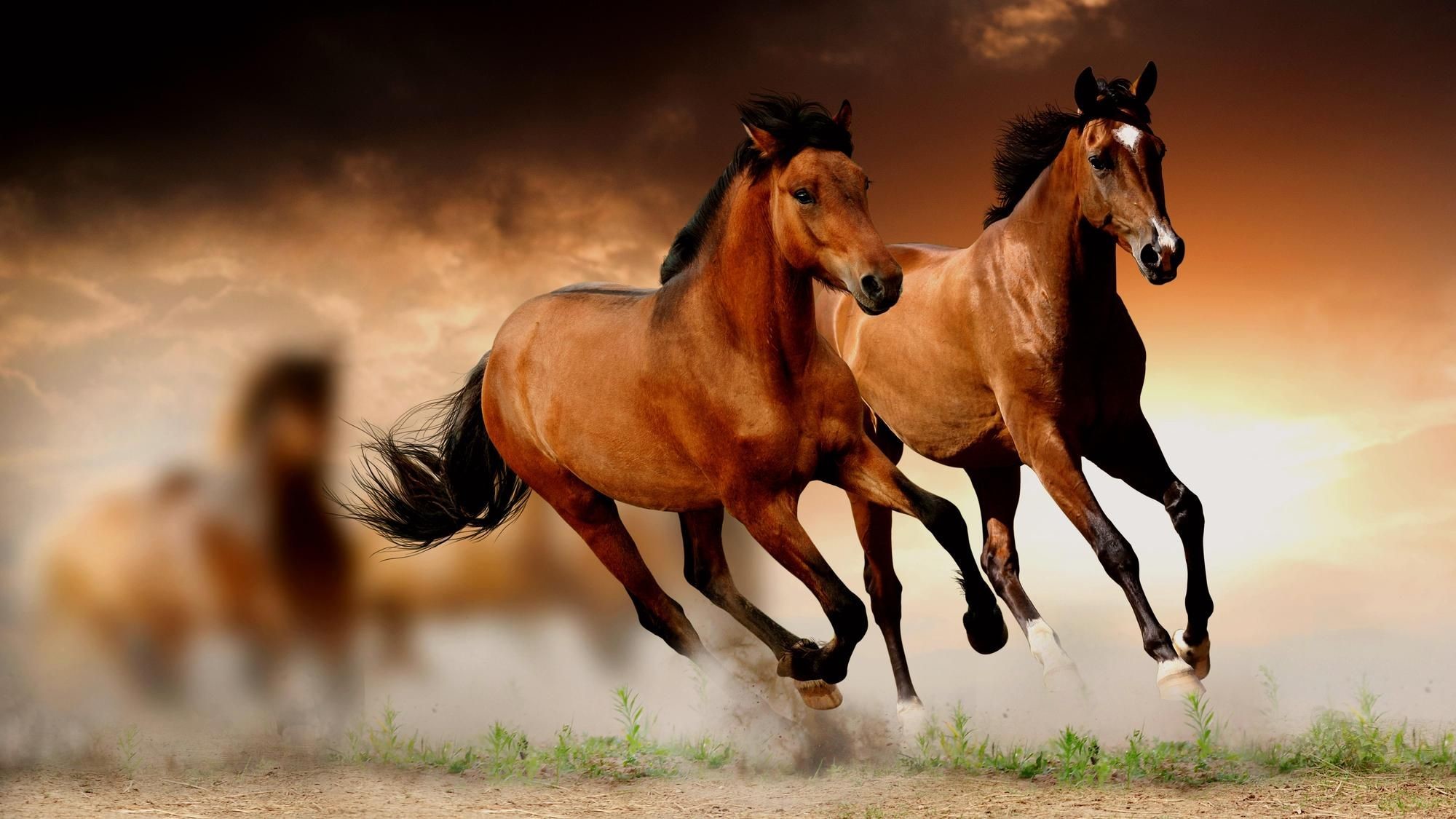 2000x1125 Horse Wallpapers HD Download
