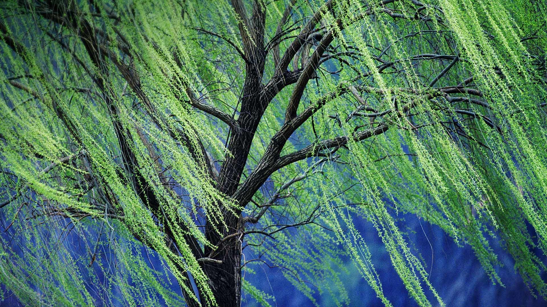 1920x1080 A weeping willow tree [1920 Ã 1080] ...