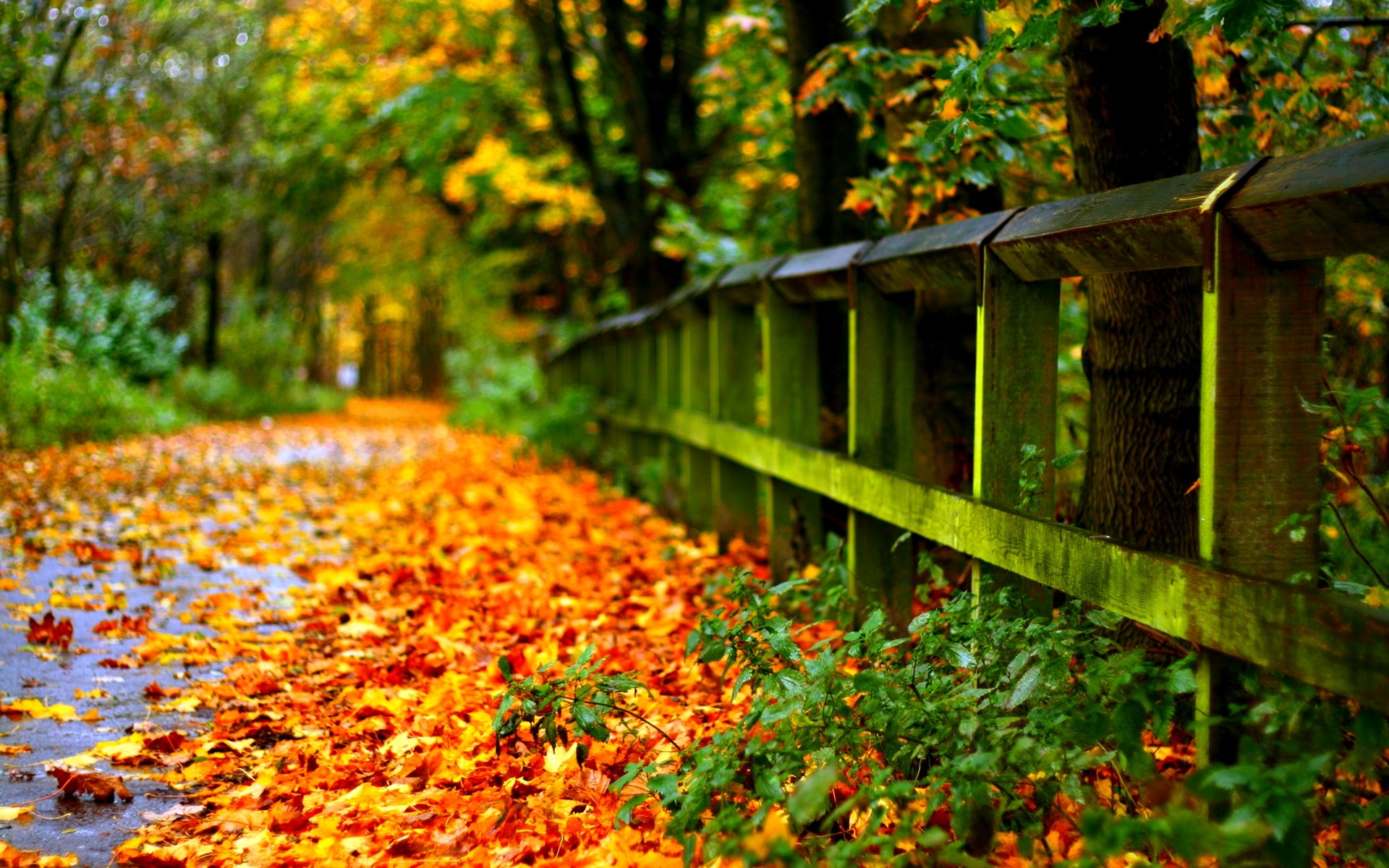 1920x1200 Autumn Leaves on Road Wallpaper