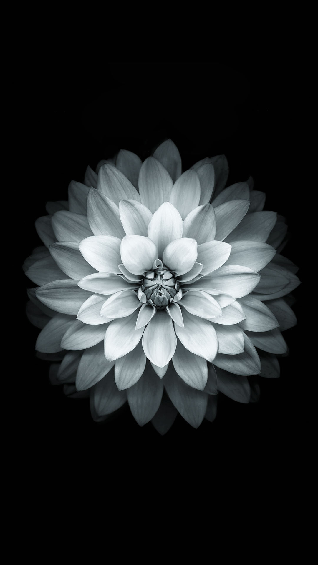 1080x1920 Black White Apple Lotus Flower Android Wallpaper download 