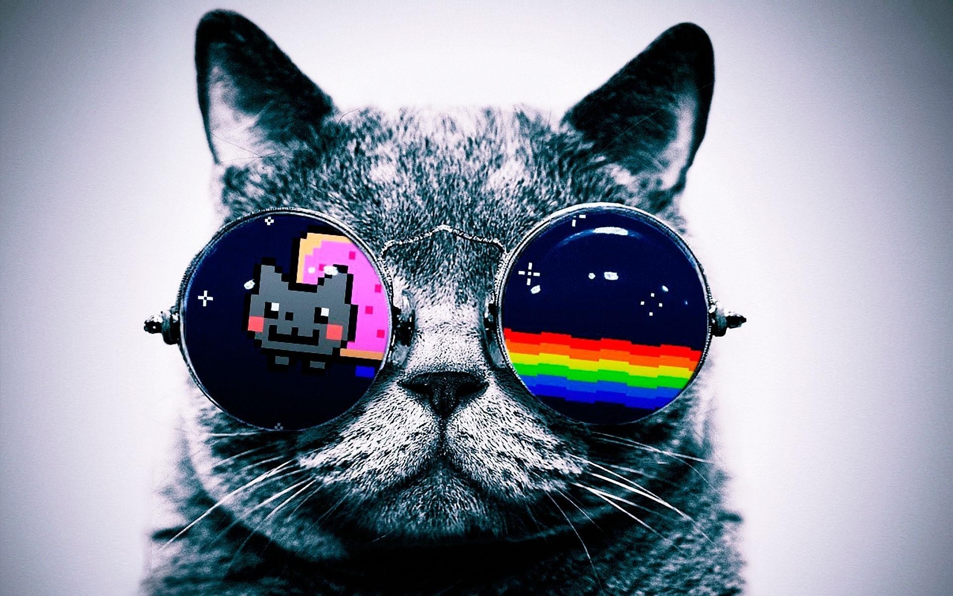 1920x1200 nyan cat cat glasses Wallpapers HD / Desktop and Mobile Backgrounds