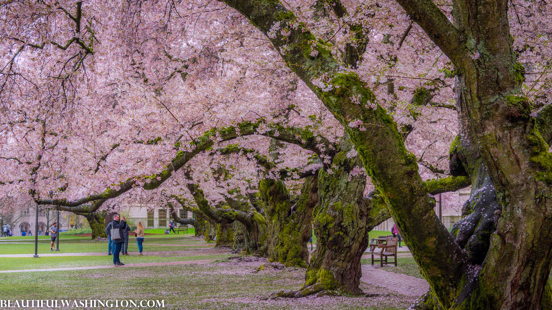1920x1080 Cherry Blossom at the University of Washington, 2017 Cherry Blossom at the University  of Washington, 2017 ...
