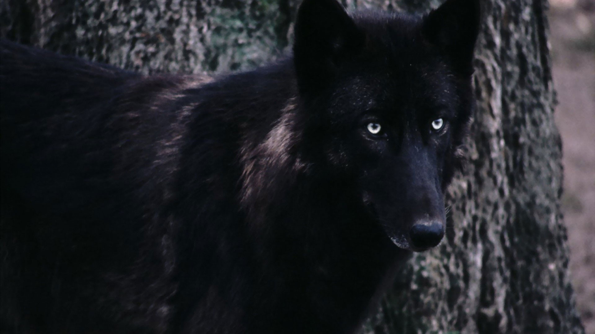 1920x1080 hd pics photos black wild wolf animals hd quality desktop background  wallpaper