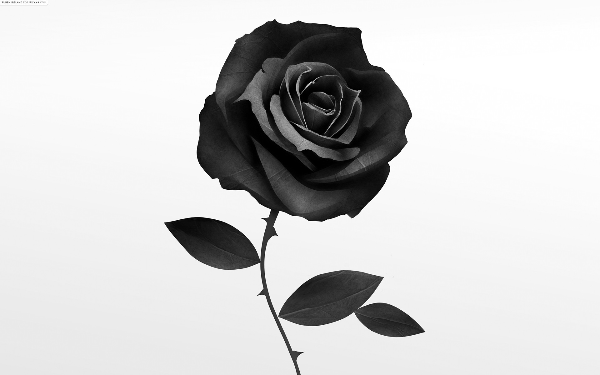 1920x1200 Single Black Rose Wallpaper