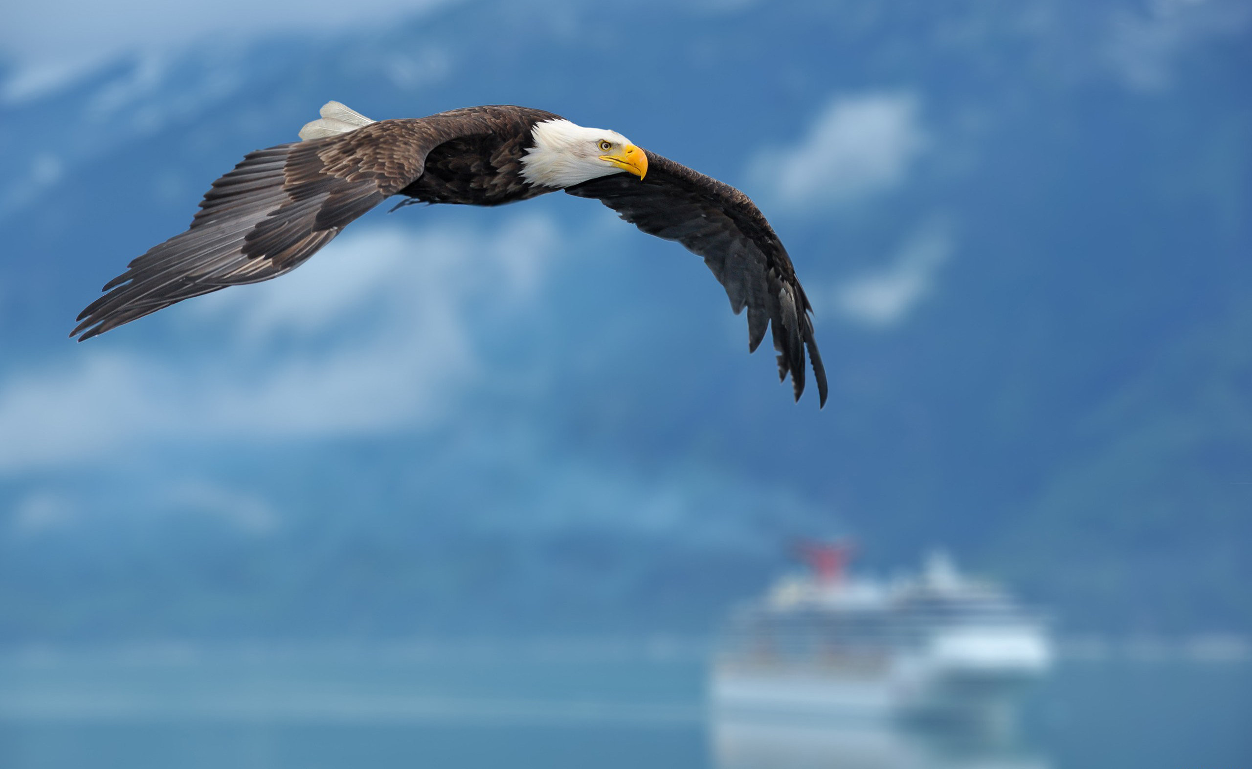 2560x1573 208 Bald Eagle HD Wallpapers | Backgrounds - Wallpaper Abyss