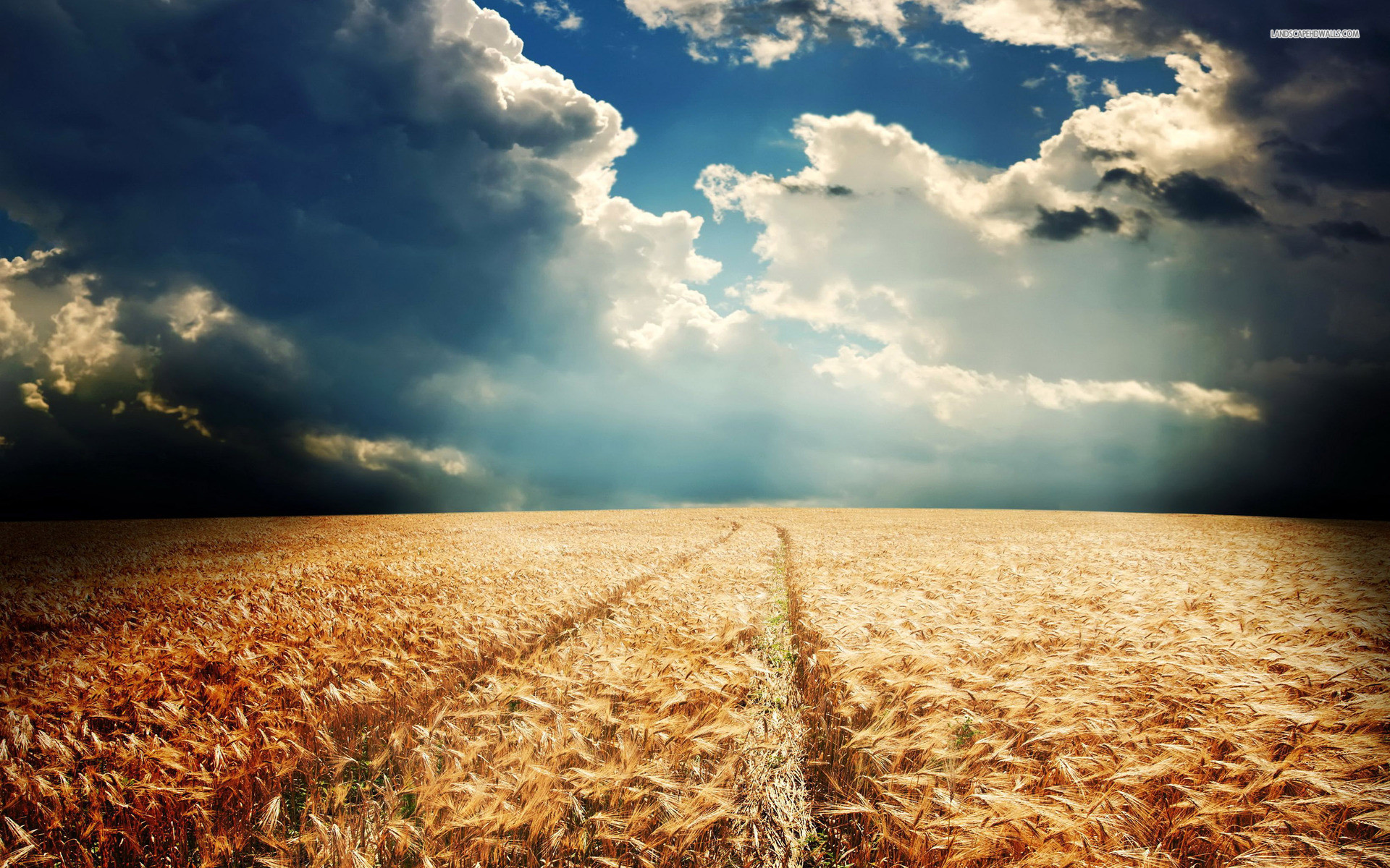 1920x1200 Pretty Wheat Field Cloudy Sky wallpapers and stock photos