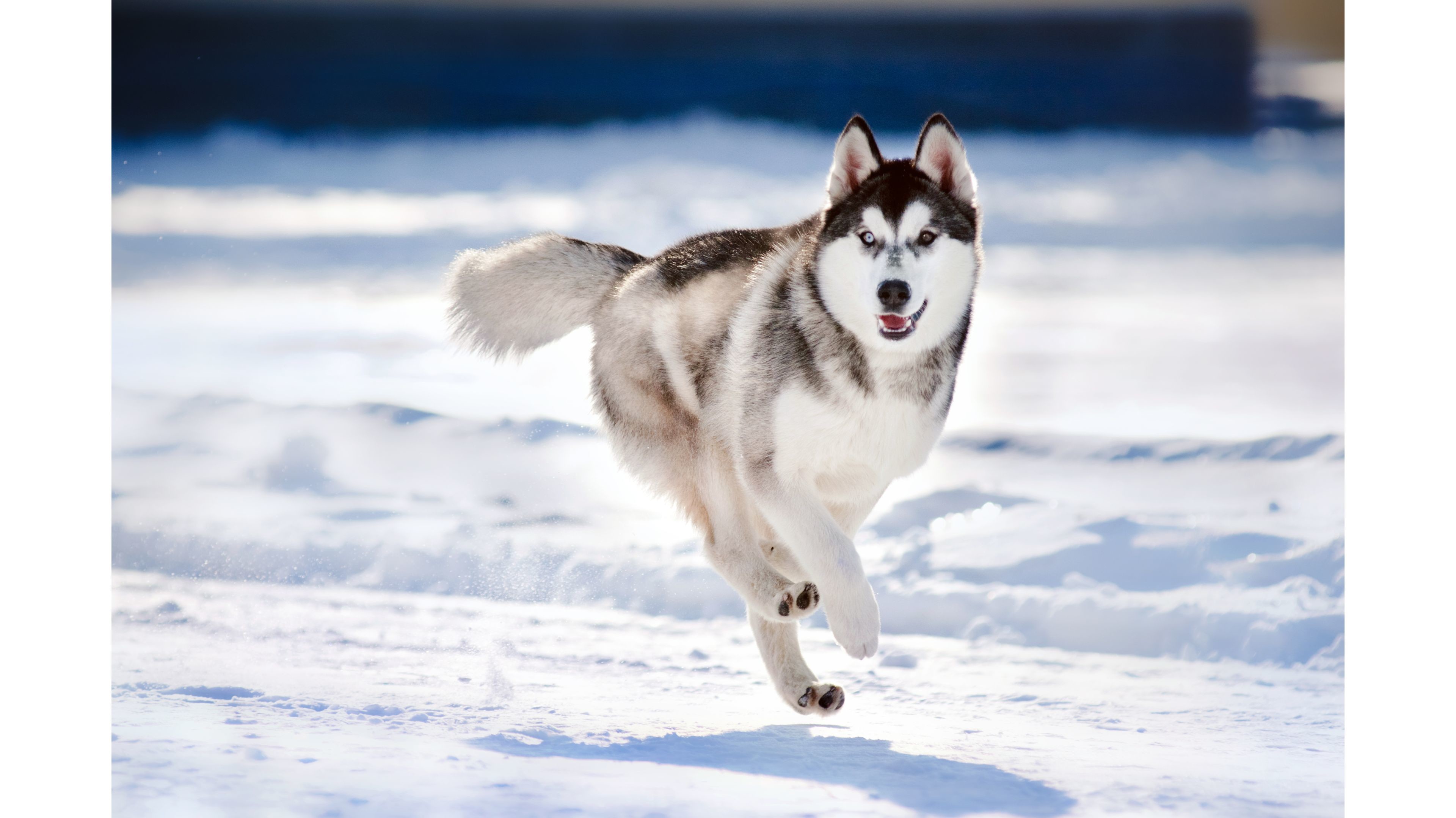 Husky In Leather Suit, HD Animals, 4k Wallpapers, Images, Backgrounds,  Photos and Pictures