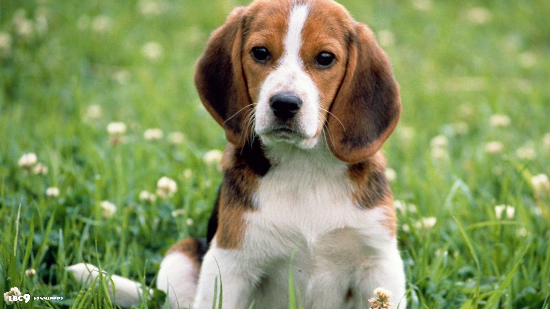 1920x1080 beagle cute