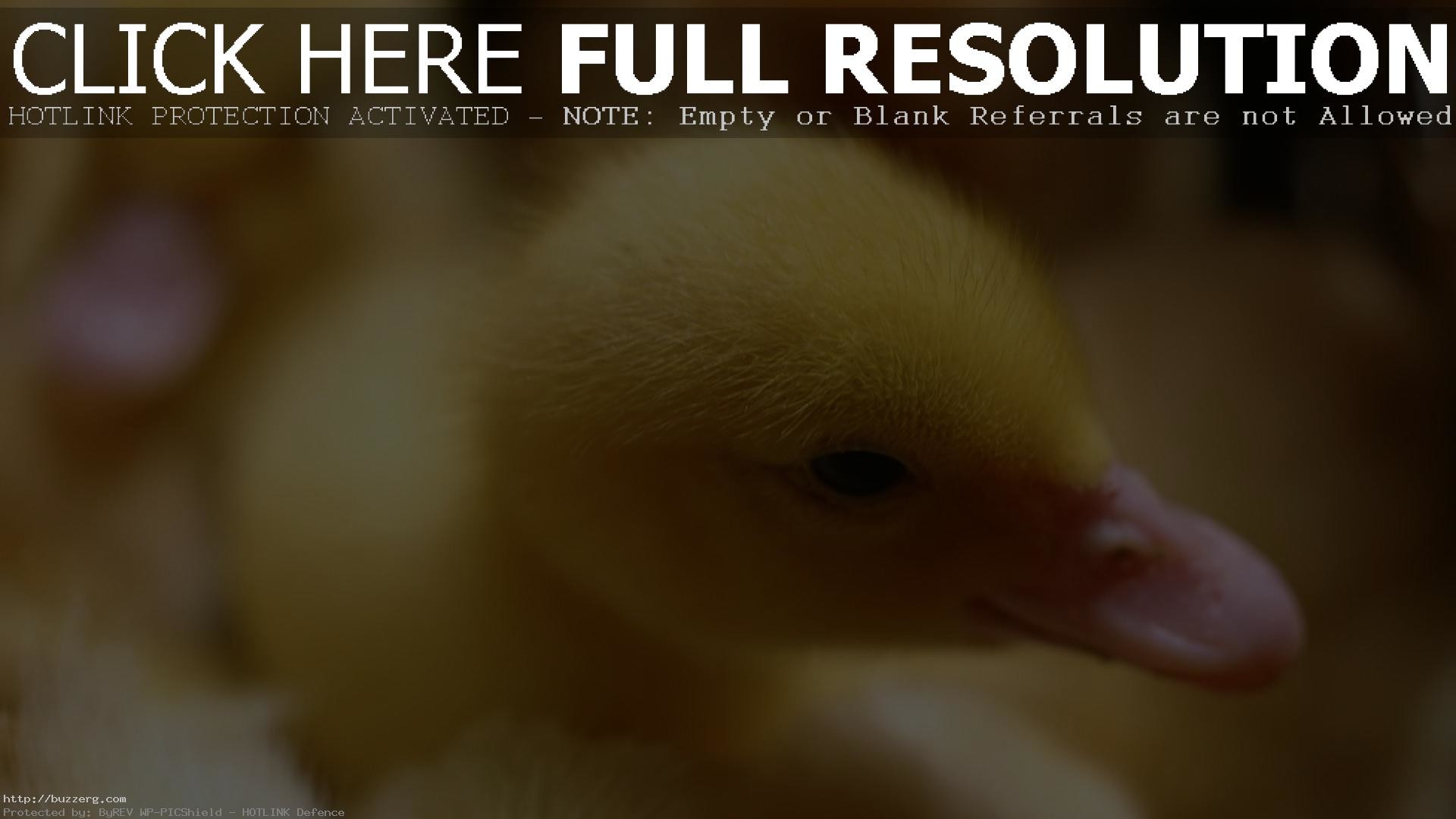 1920x1080 Cute Baby Ducklings (id: 96906)
