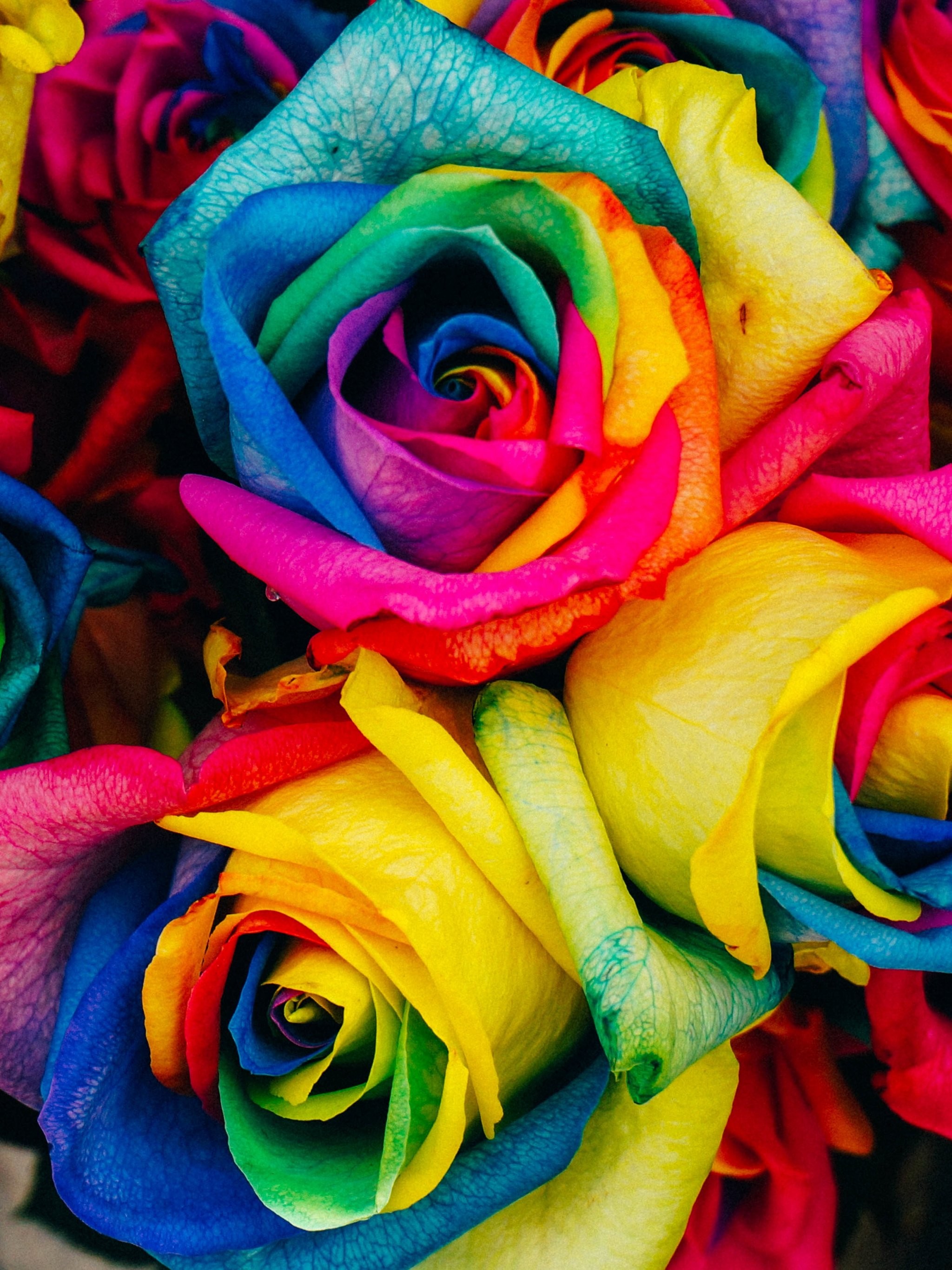 2048x2732 Rainbow Roses