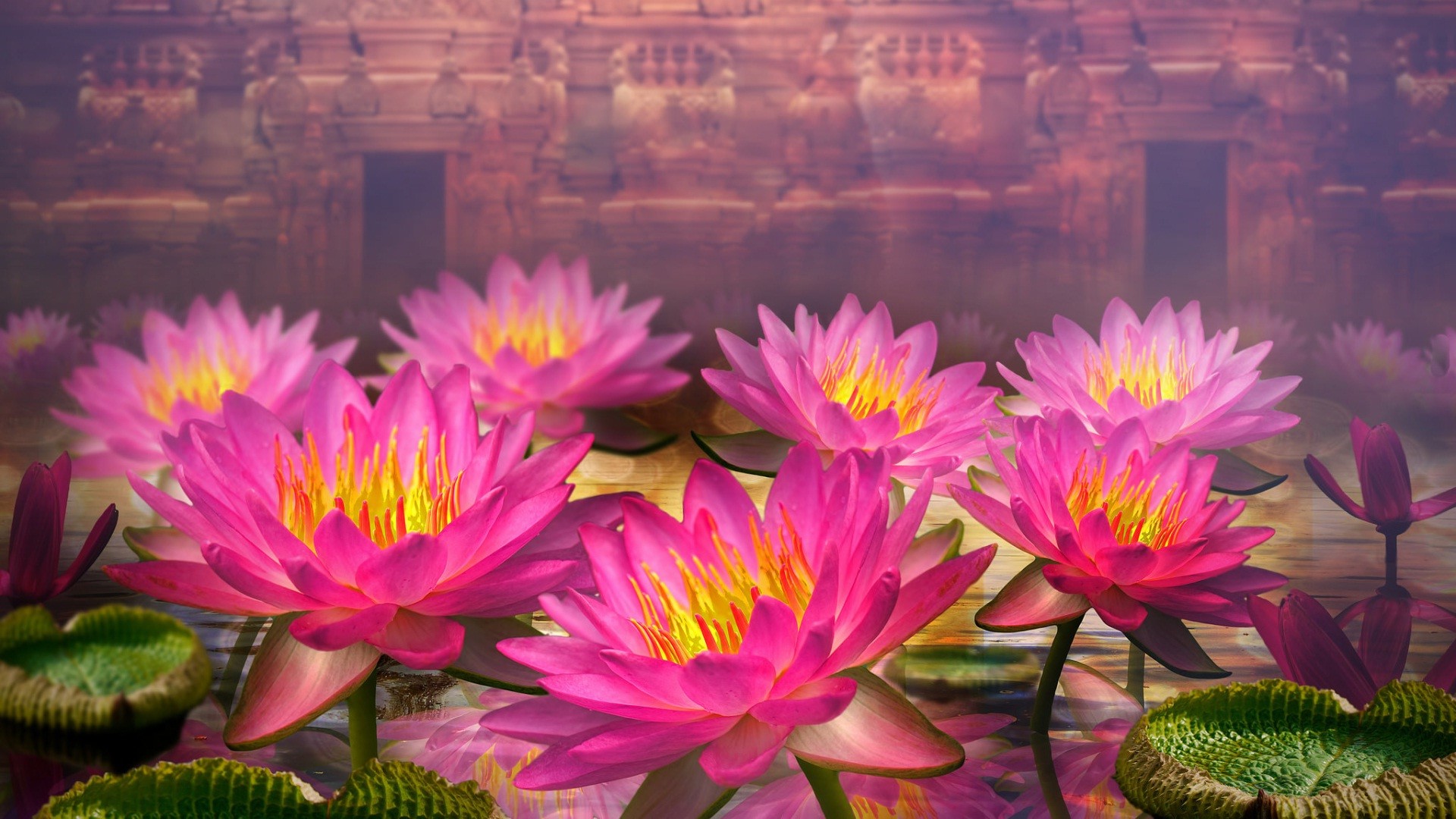 1920x1080 pink-lotus-flowers-wide-hd-wallpapers