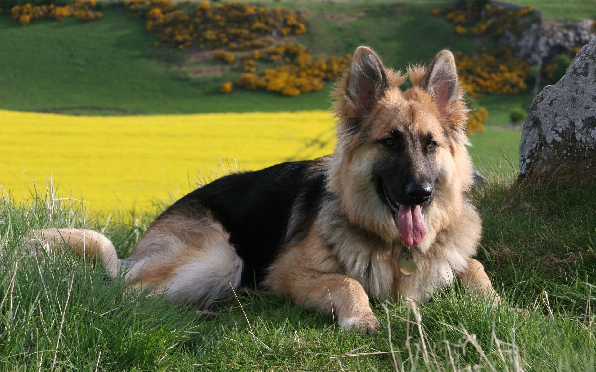 1920x1200 Backgrounds German Shepherd Cave On Dogs Hd Images For Mobile | Full .